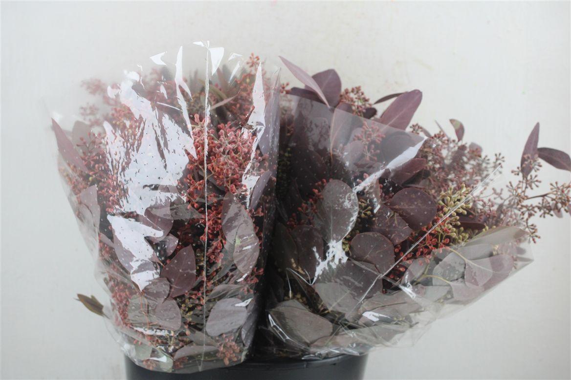 Euca Populus Berry Short Abs Red 150g Pbs