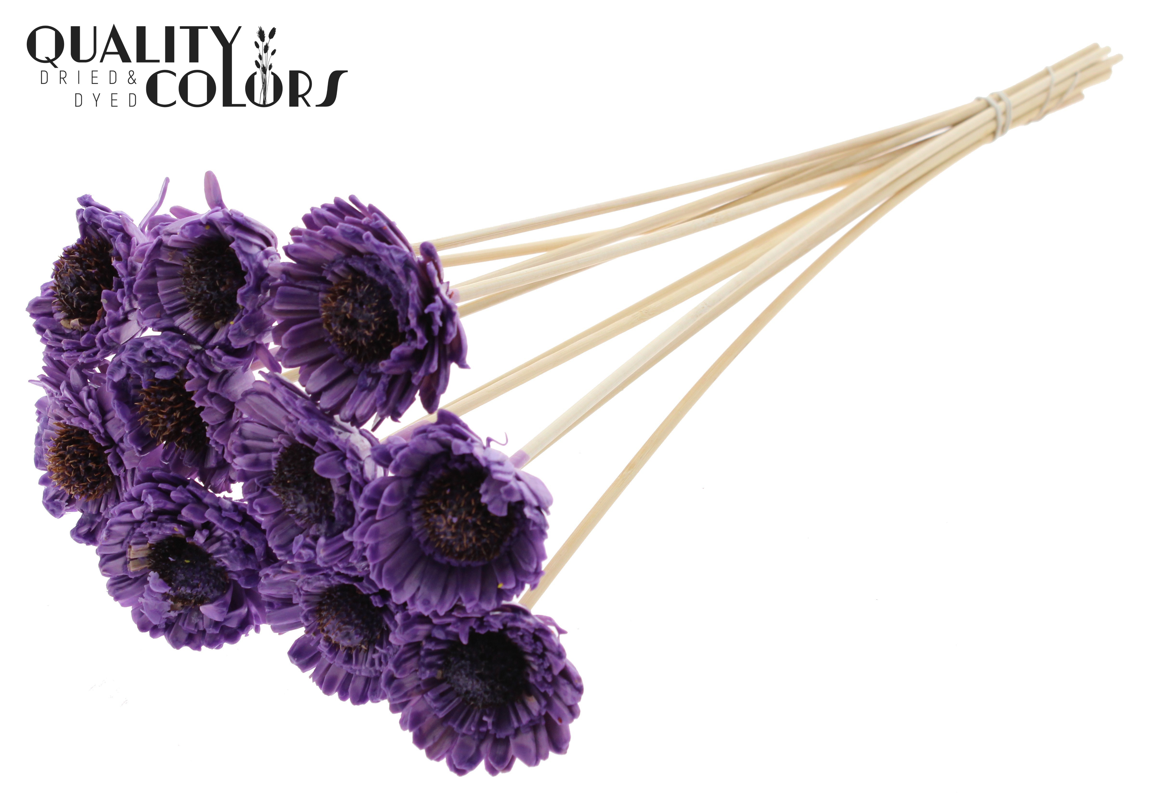 Shola Daisy Sunflower Wax Milka 50cm