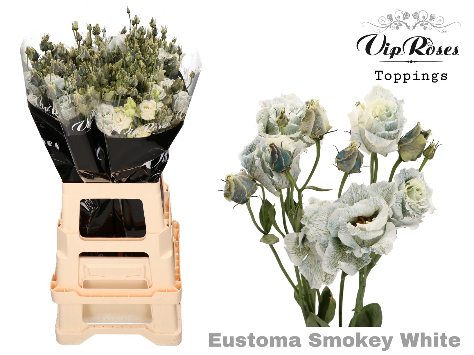 Eust G Alissa Smokey White 75 cm