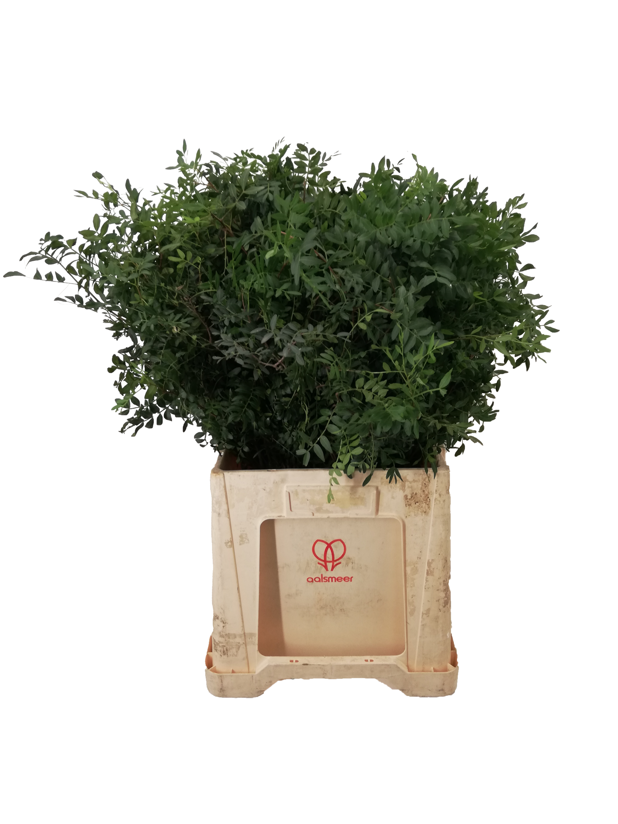 Pistacia 60cm