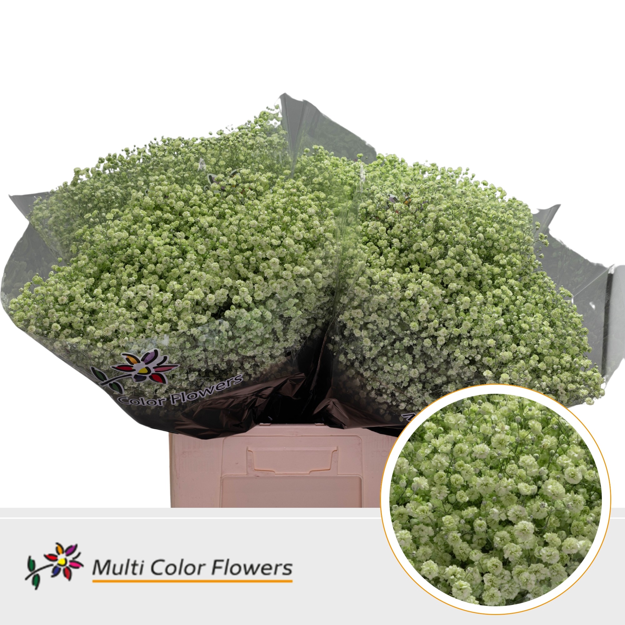 Gypsophila Painted Xlence Mint 70cm