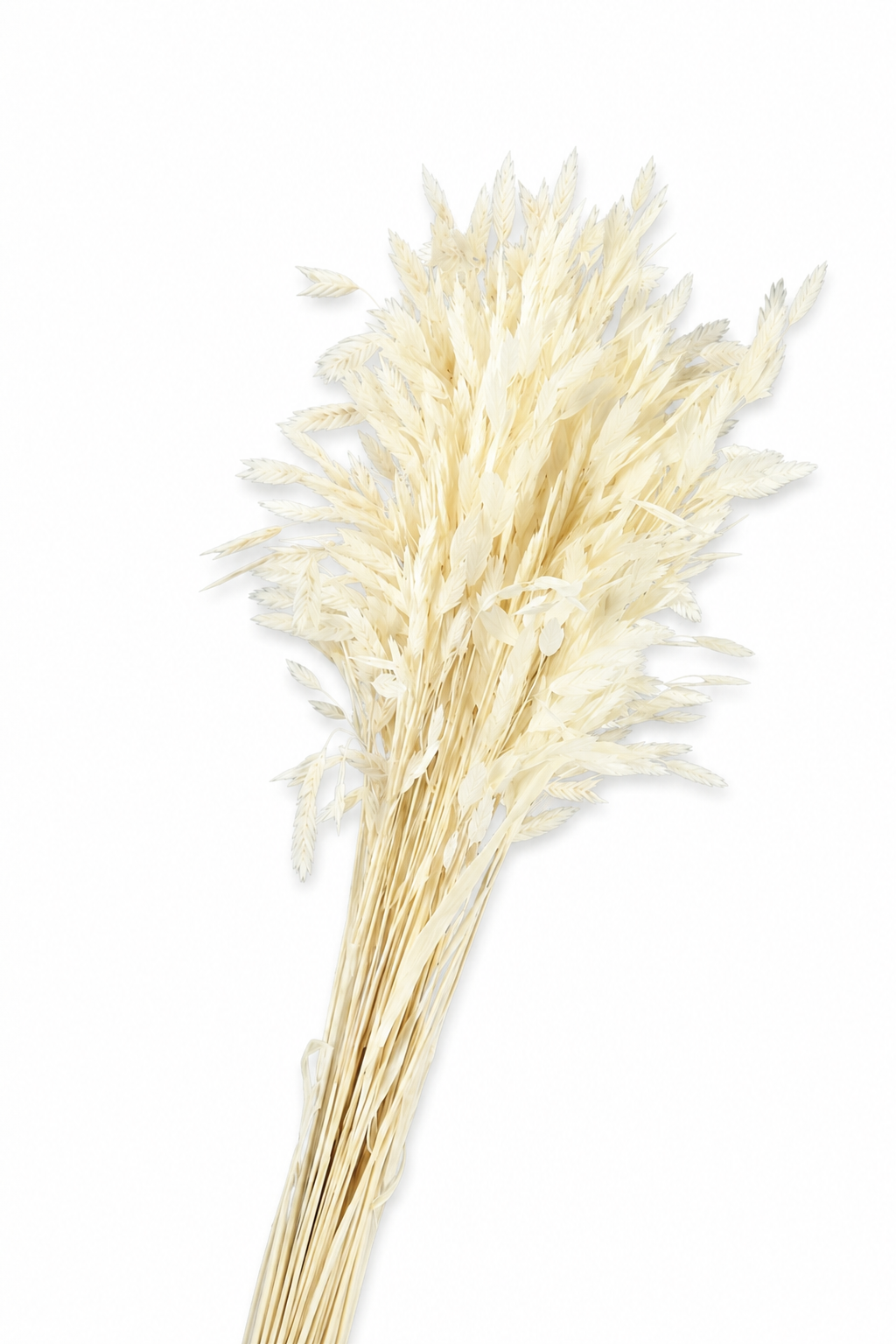 Dried Bleached Chasmanthium