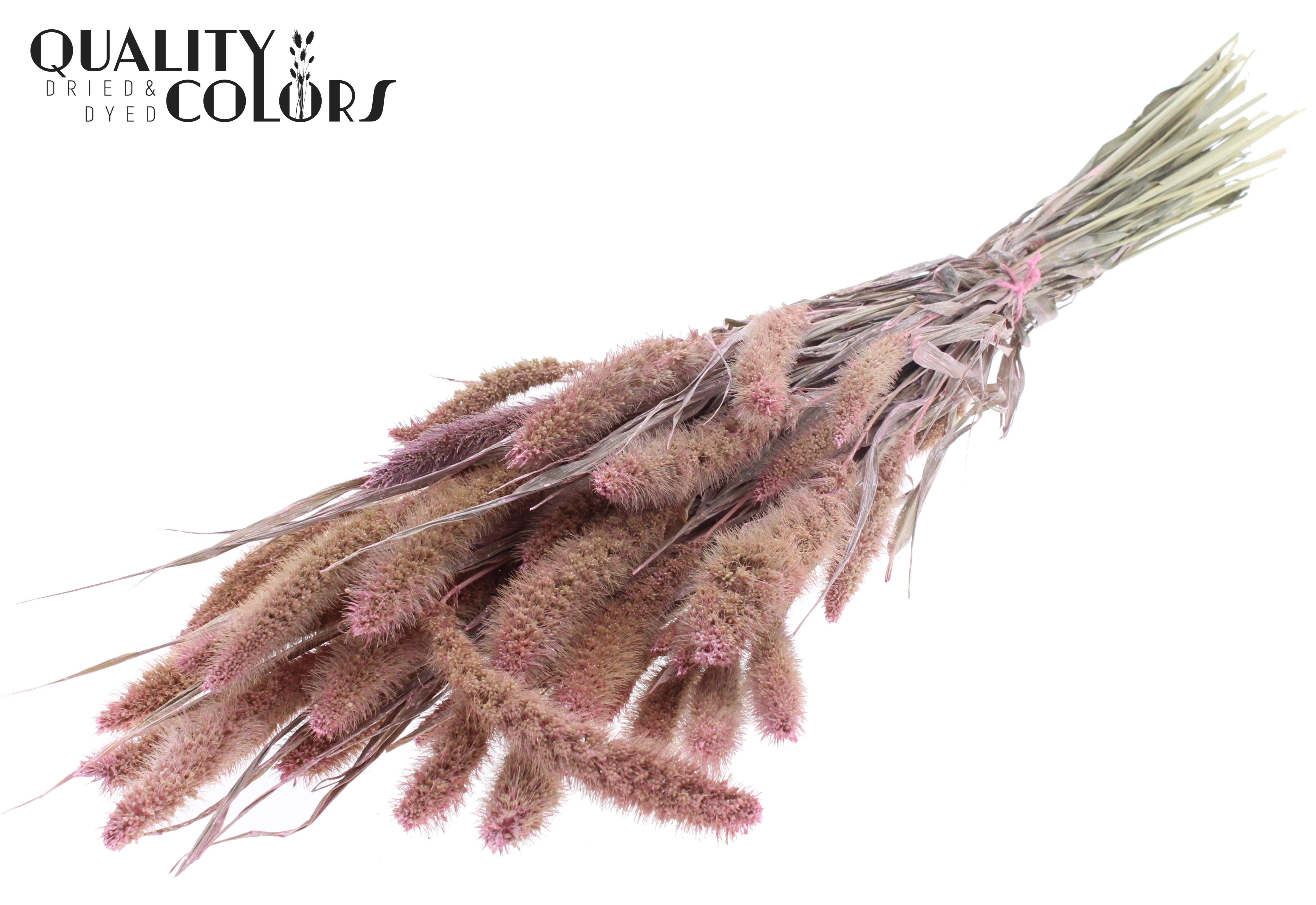 Setaria Pearl Pink Per Bunch 70cm