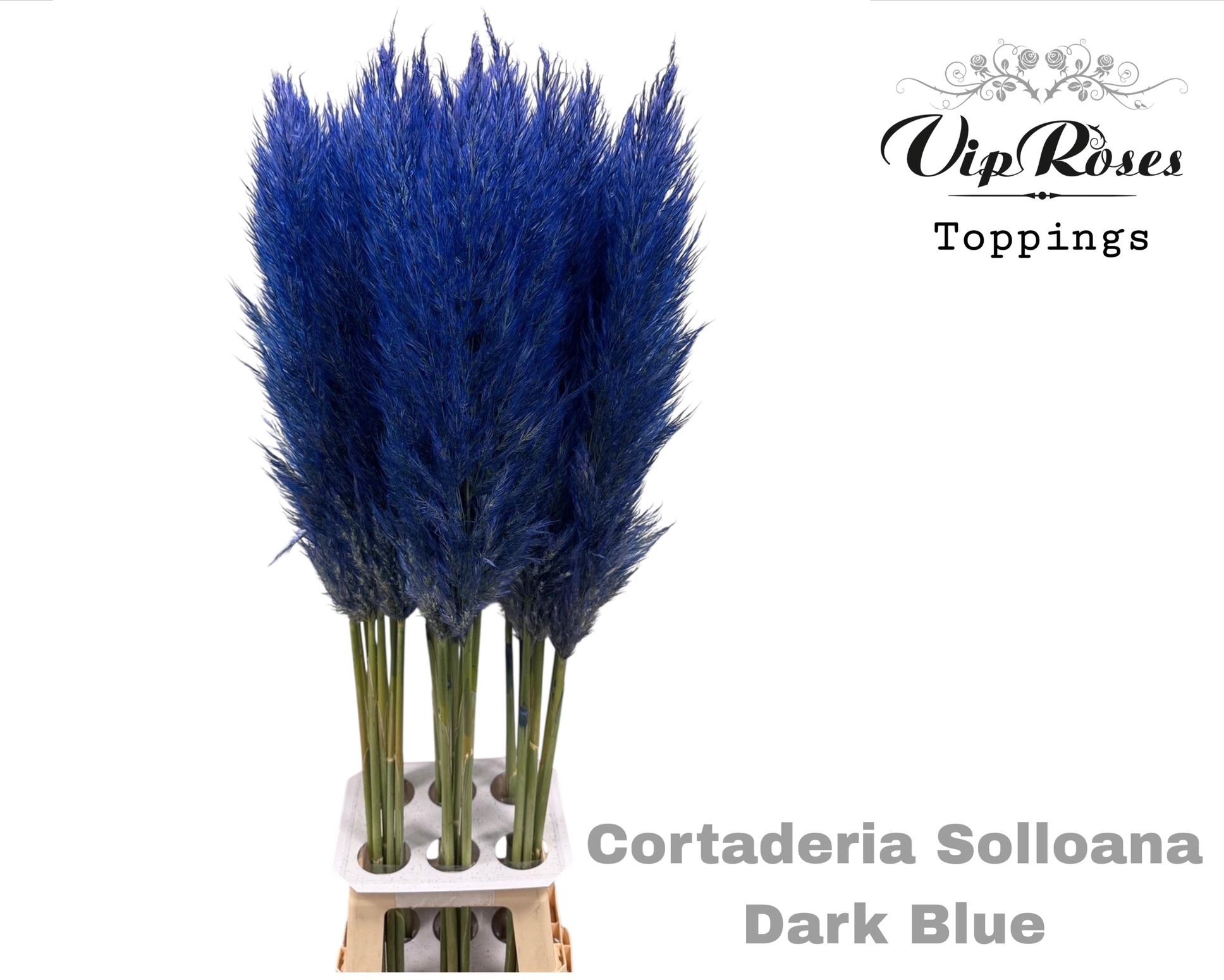 Cortaderia Selloana Dried 120cm