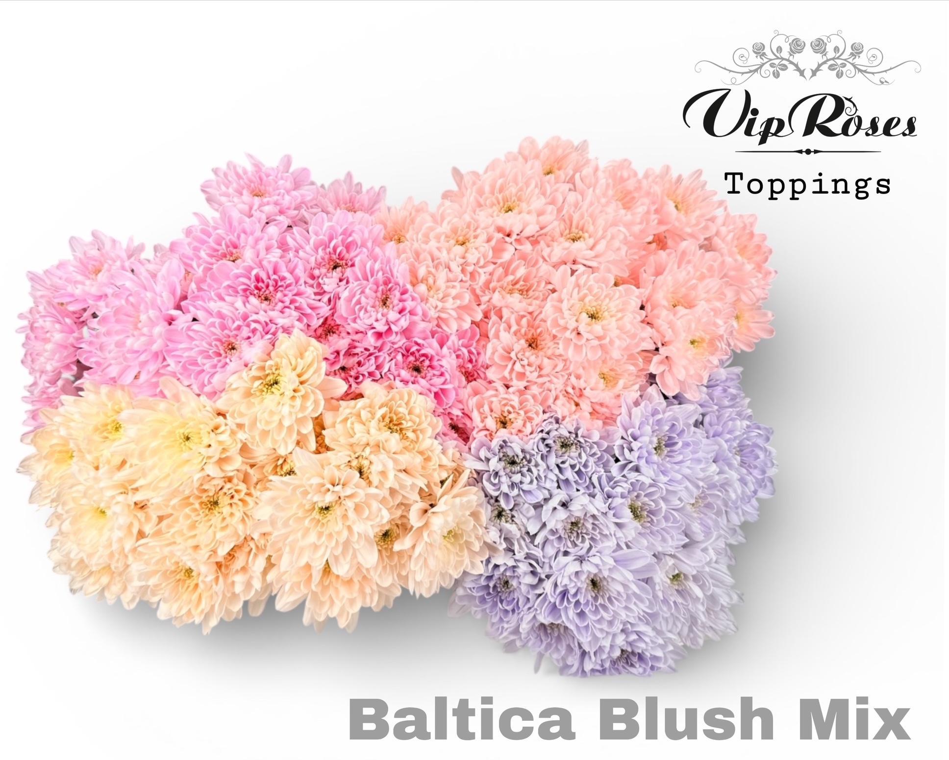 Chr T Baltica Blush Mix 70 cm