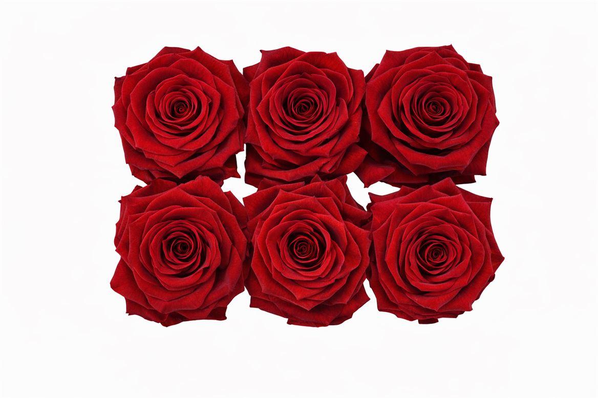 Ro Pres Classic Red