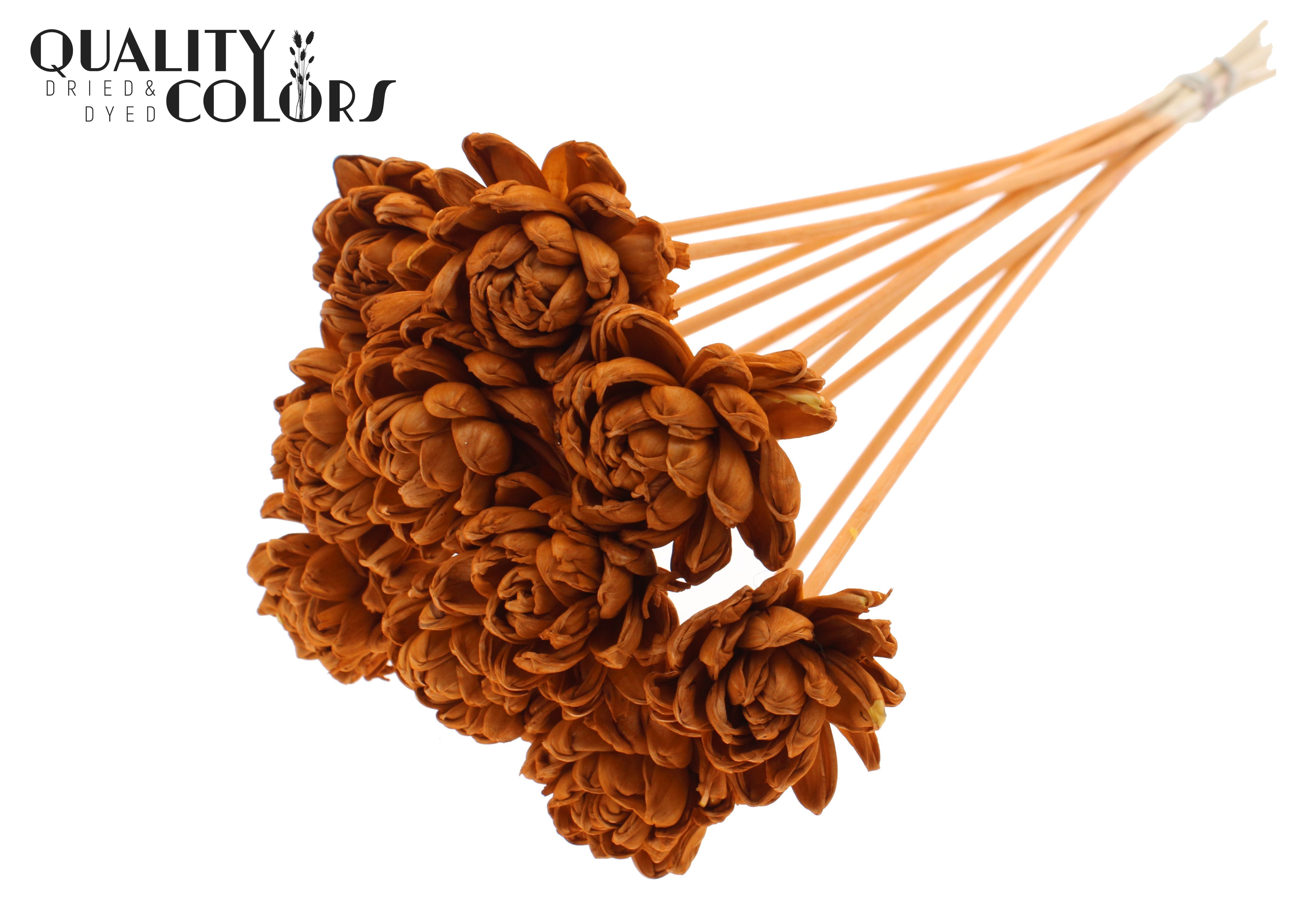 Shola Beauty Rose Terracotta 50cm