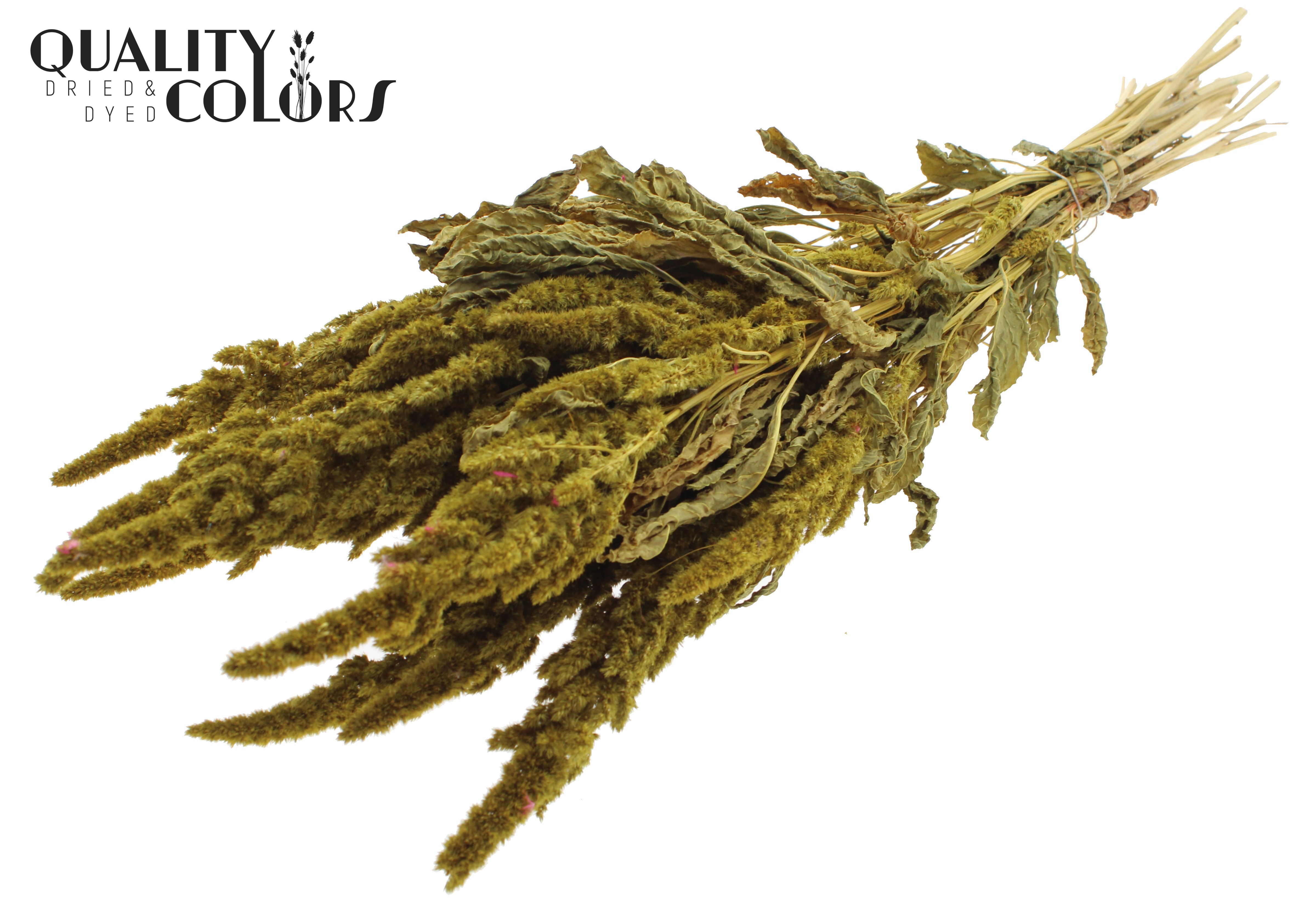 Amaranthus Yellow Per Bunch 60cm