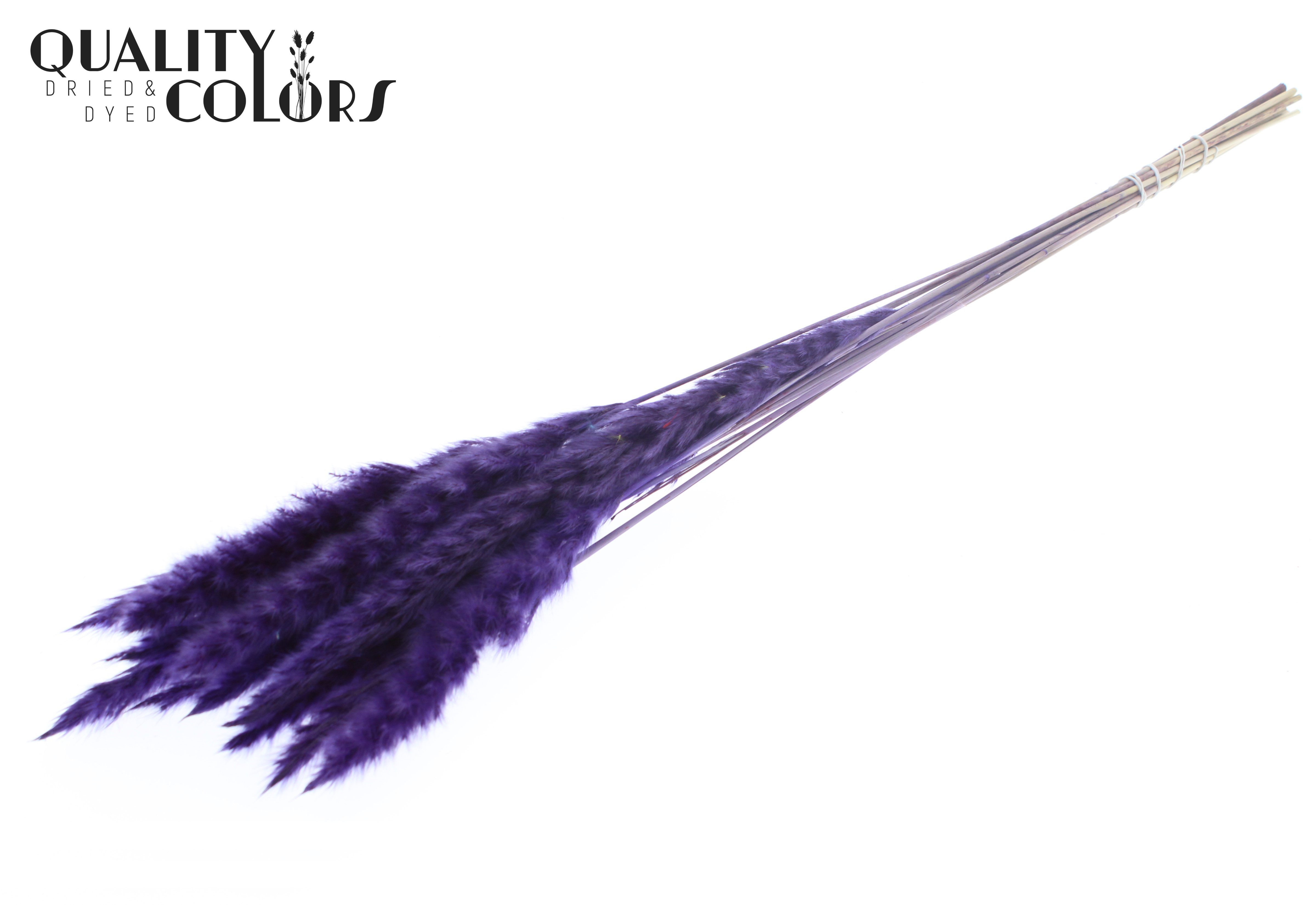 Fluffy Pampas Purple Per Bunch 70cm