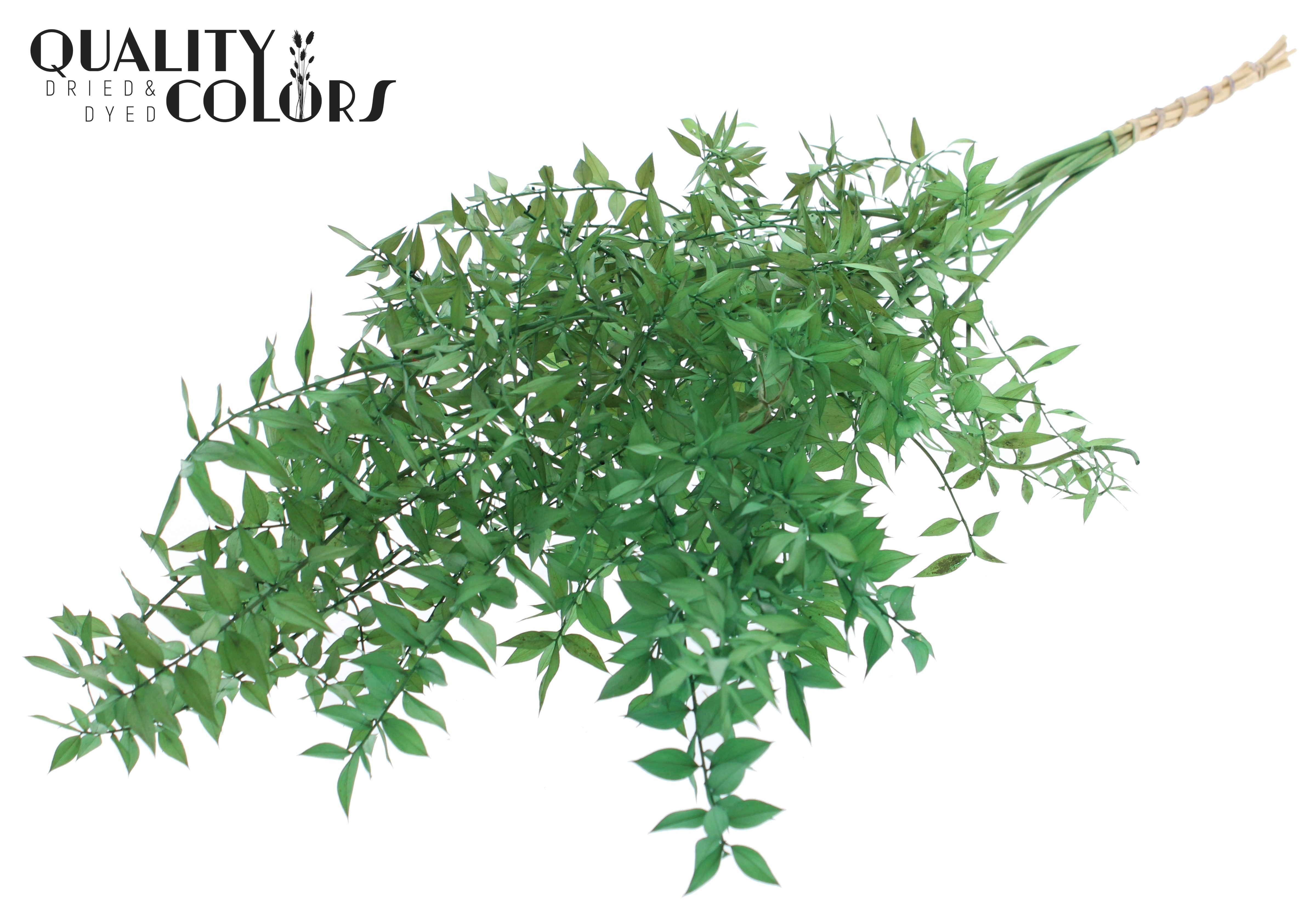 Ruscus Aculeatus Preserved Light Green Per Bunch 70cm 1st
