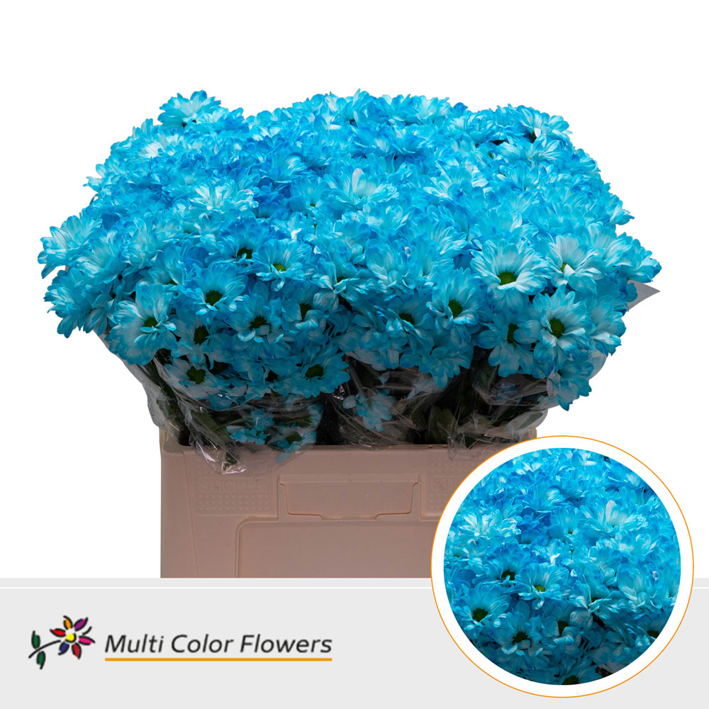 Chrysanth Spray Painted Bacardi Light Blue 60cm