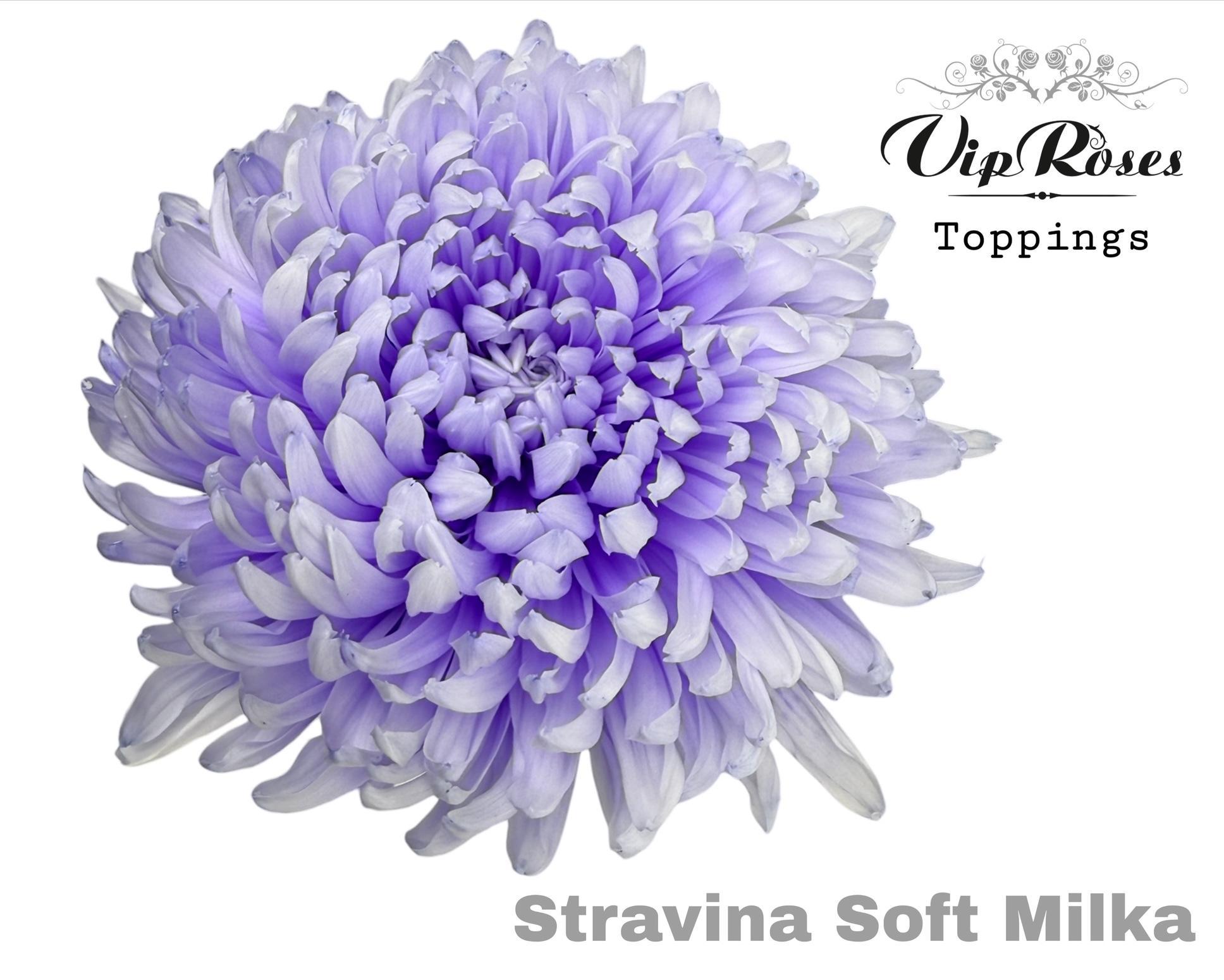 Chr G Stravina Soft Milka 65 cm