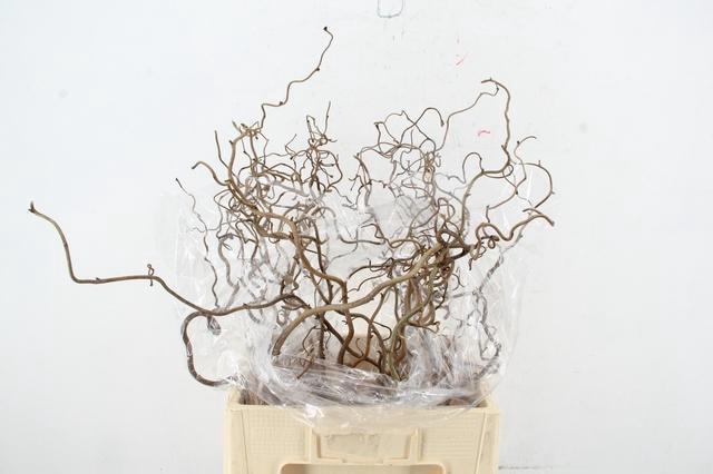Corylus Contorta 60cm 2-year