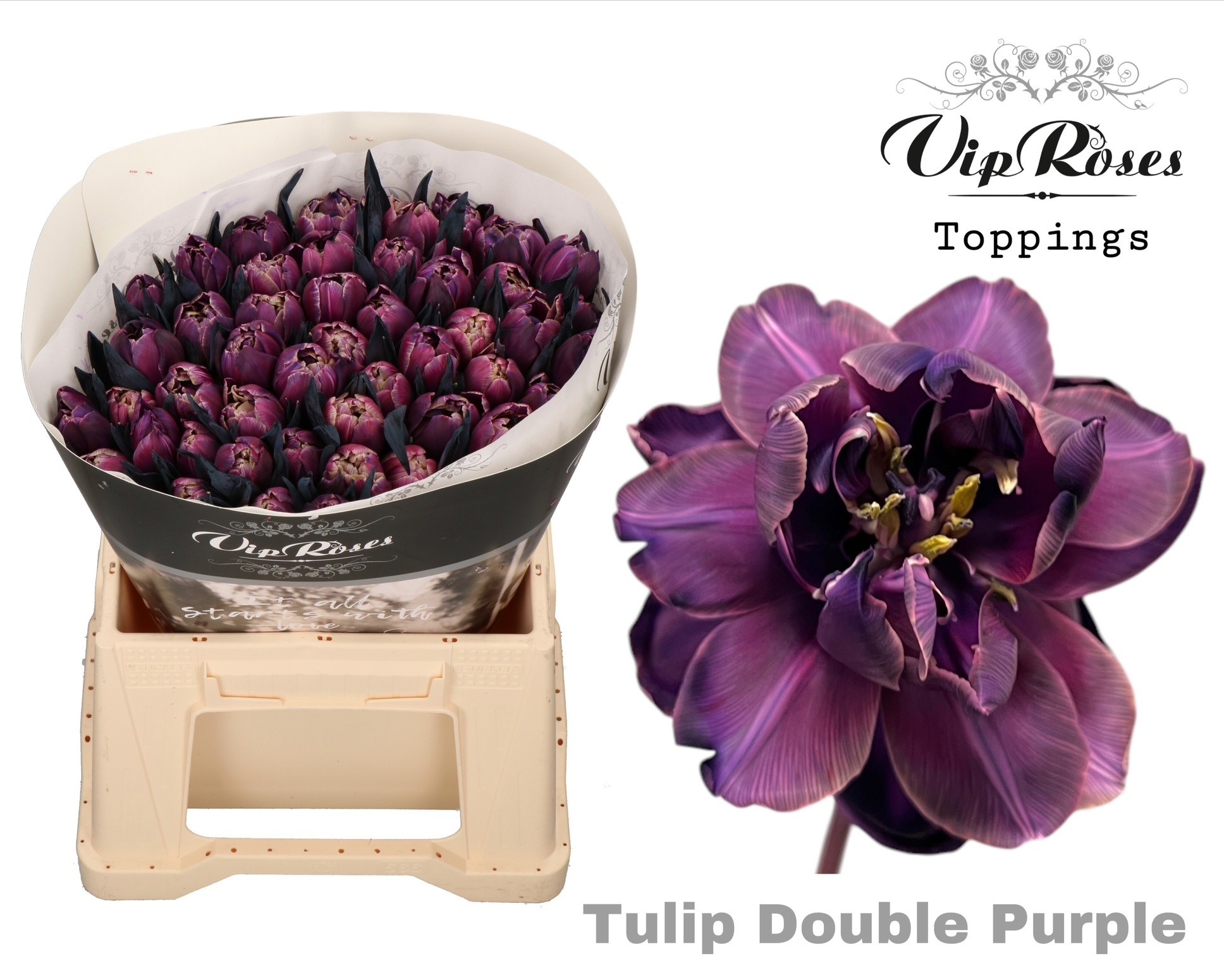 Tu Du Double Purple