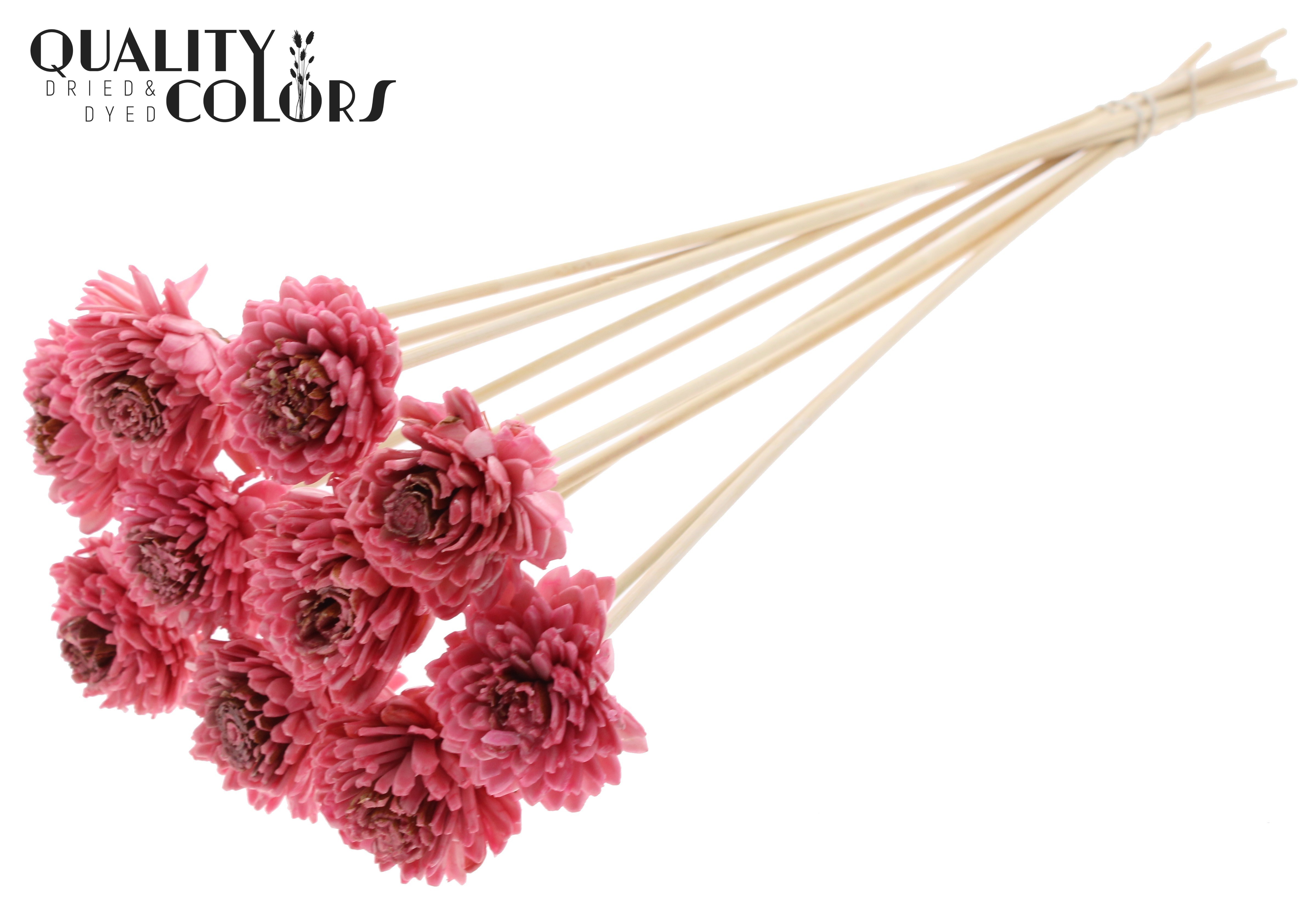 Shola Zinia Wax Light Pink 50cm