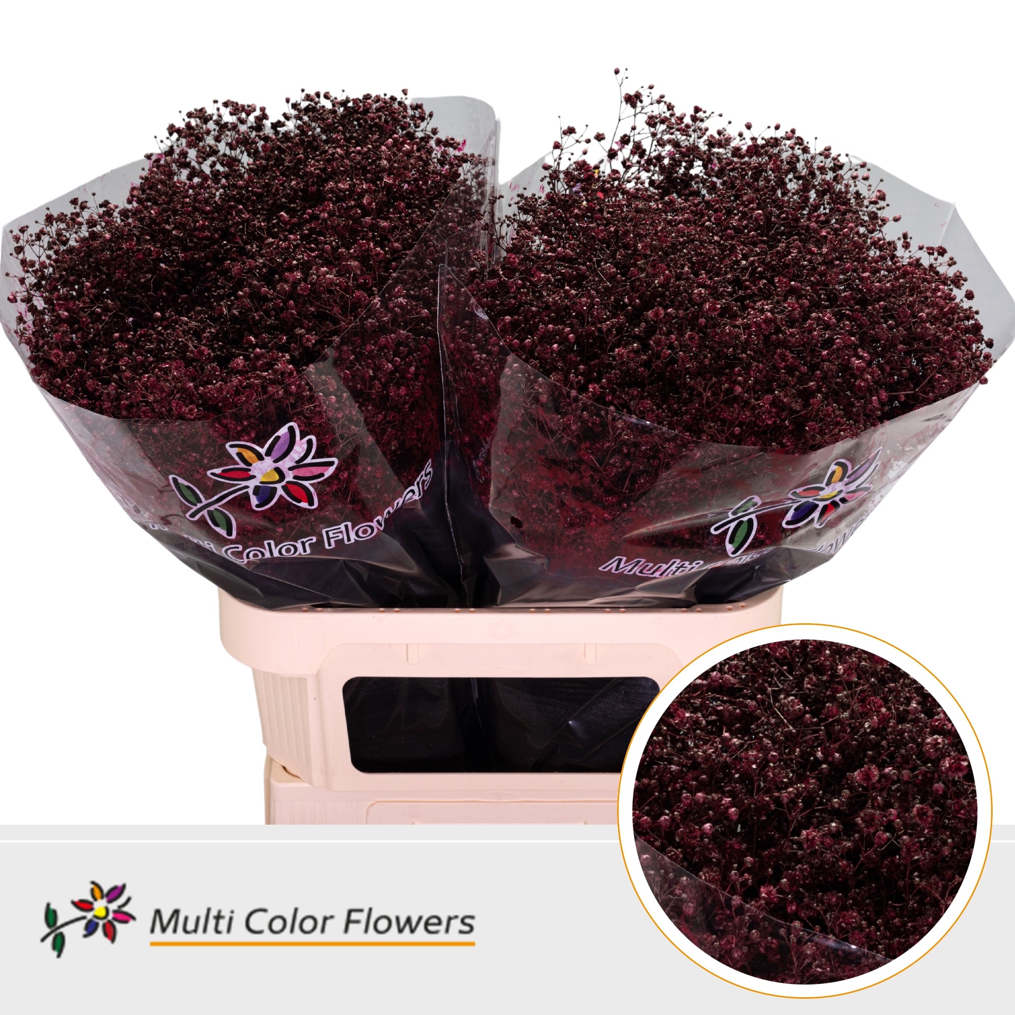 Gypsophila Painted Xlence Bordeaux 80cm