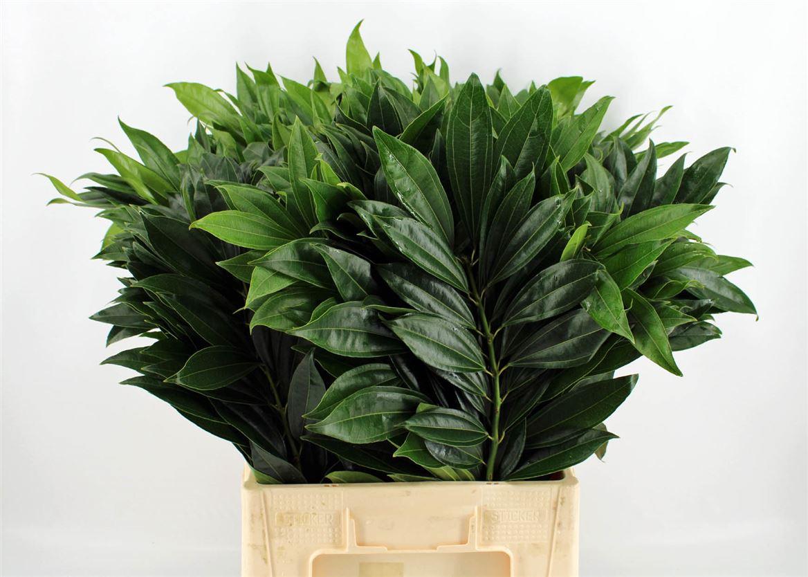 Cocculus 70cm