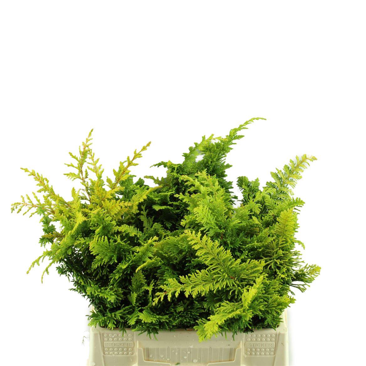 Conif.ch.obt.tetragona Aurea