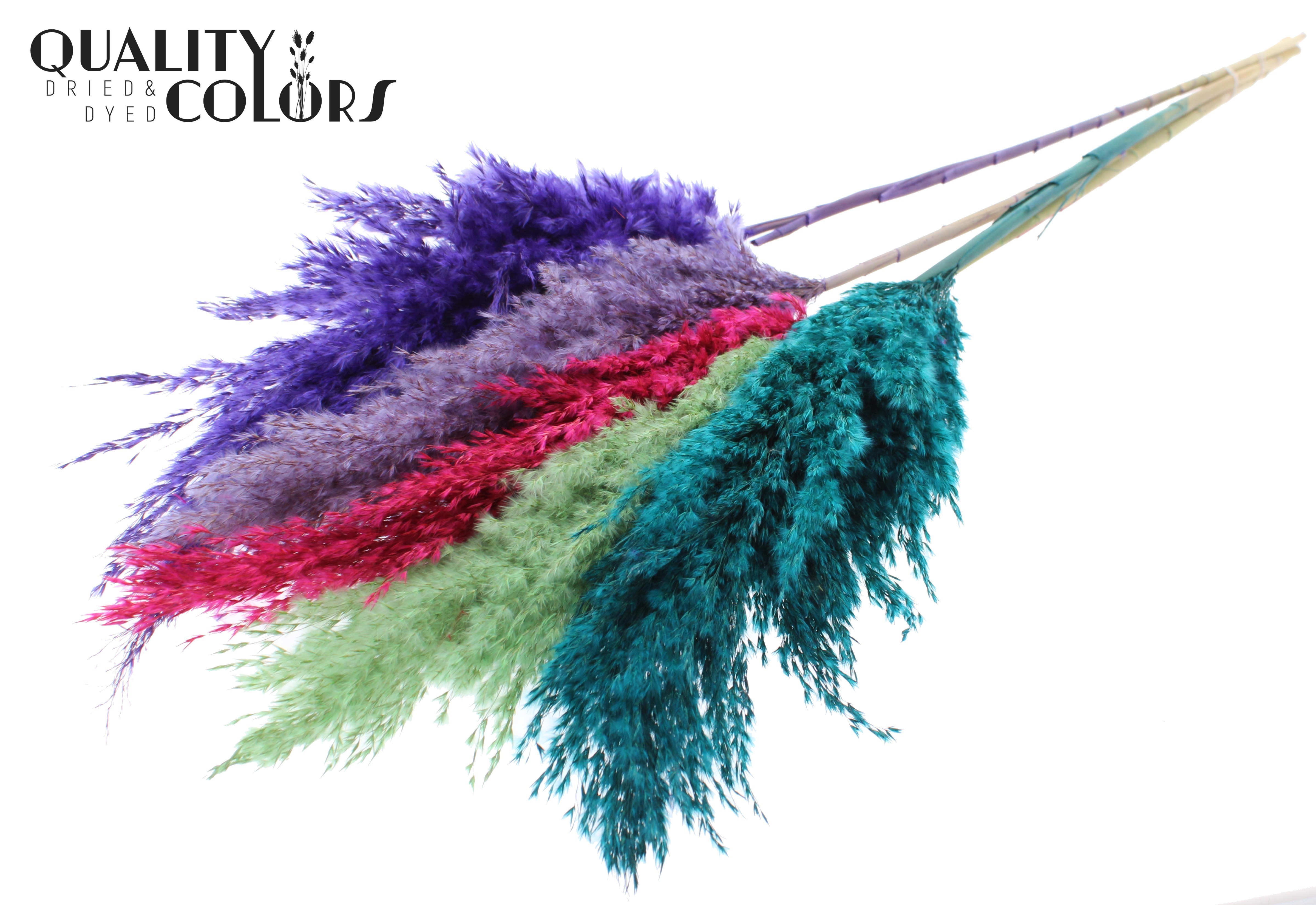 Pampas Grass Colourful 7 Per Bunch 100cm
