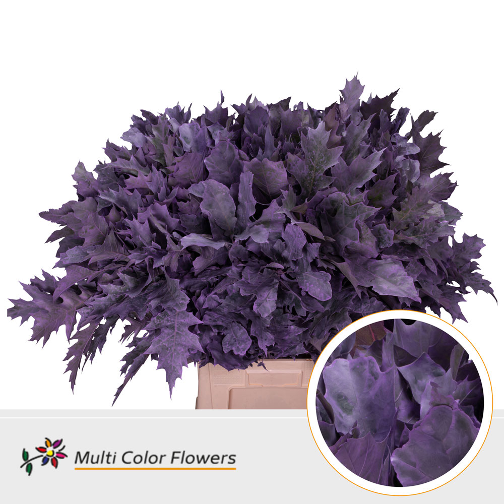 Quercus Rubra Painted Frosted Milka 80cm