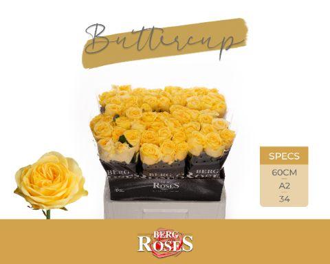 Rosa Buttercup 60cm
