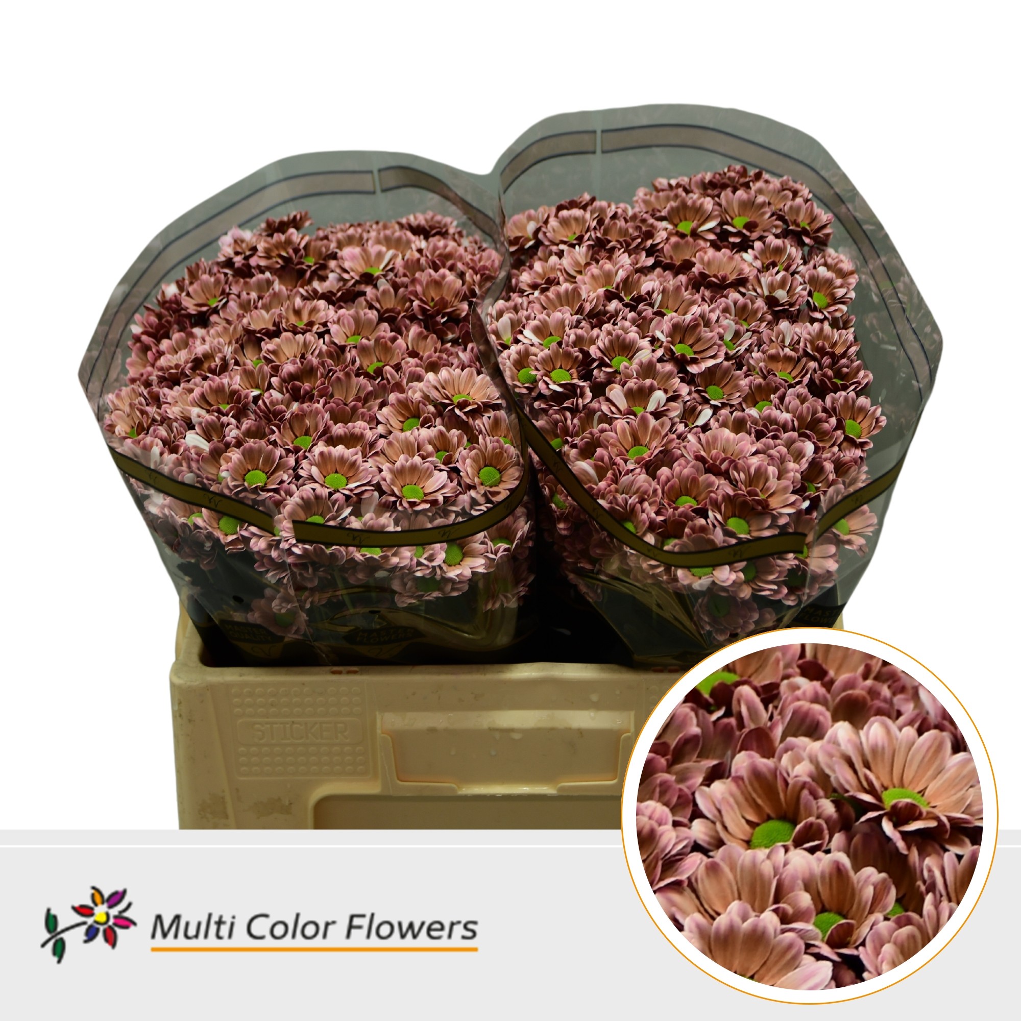 Chrysanth Santini Painted Bowie Brown 55cm 44gr.