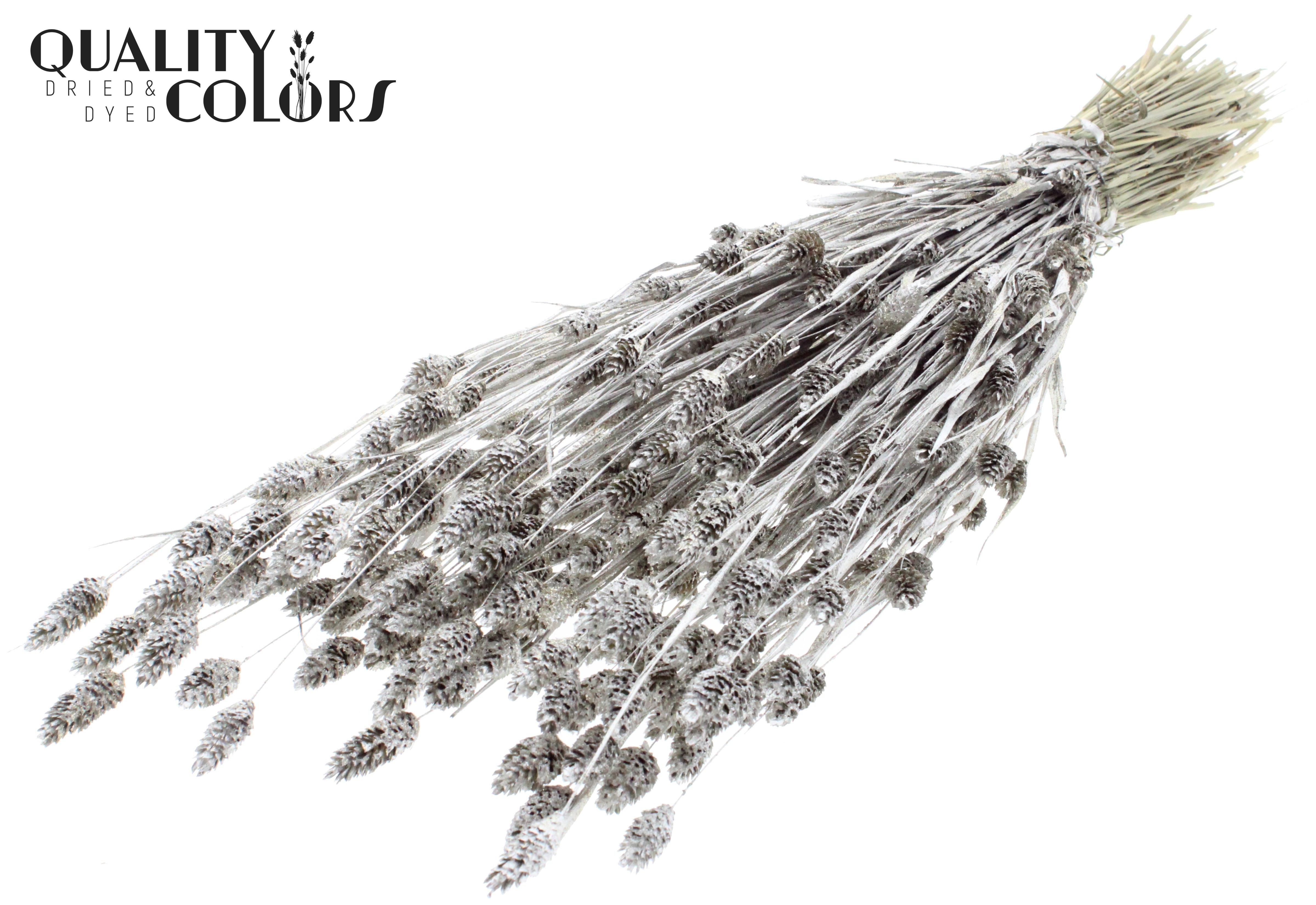 Phalaris Platinum + Glitter Per Bunch 60cm 220gr.
