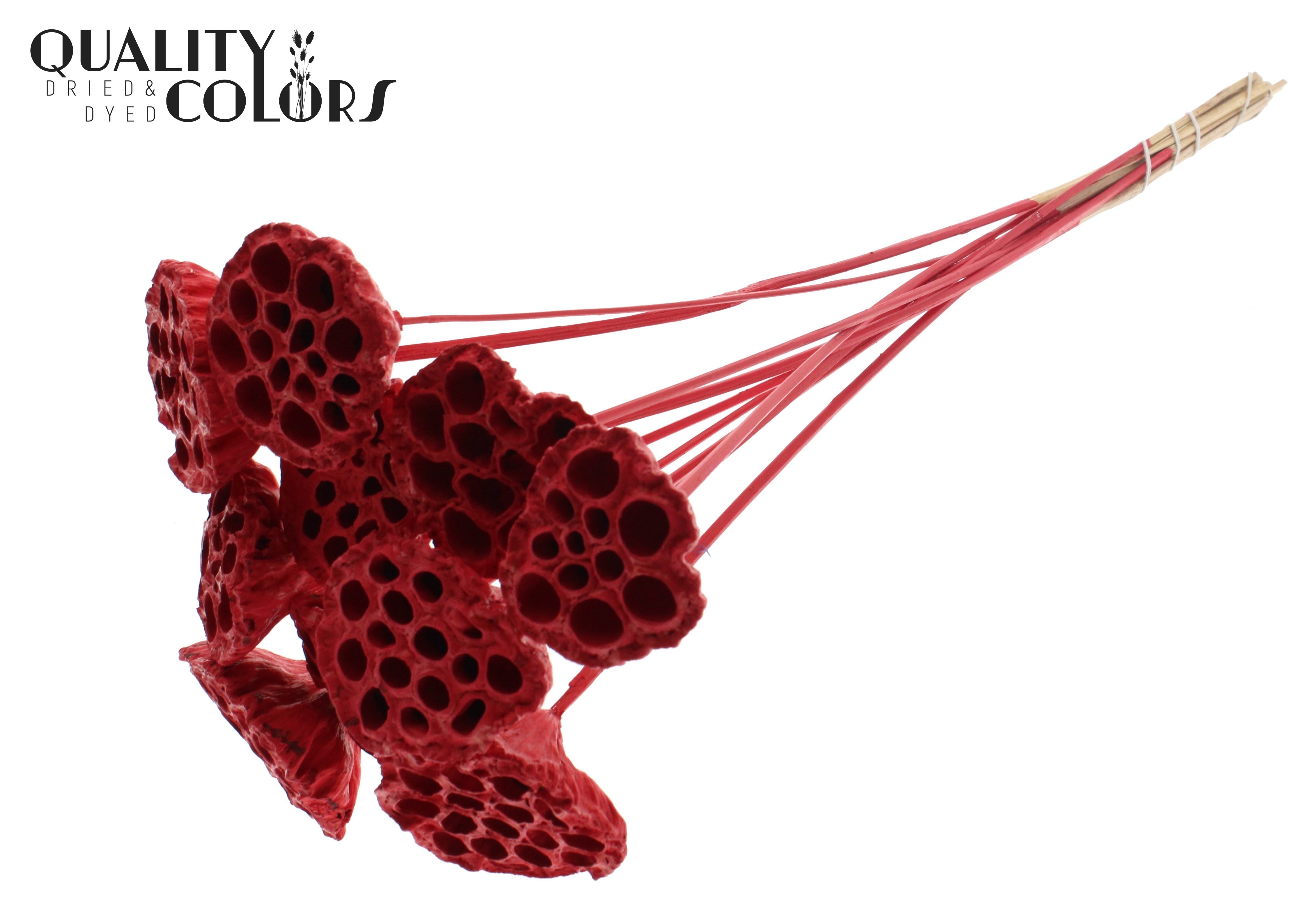 Lotus Red 50cm