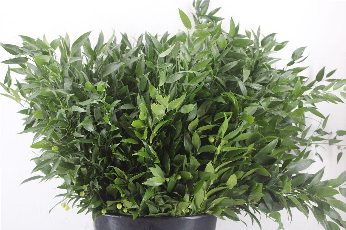 Ruscus Short 300gram P Bunch