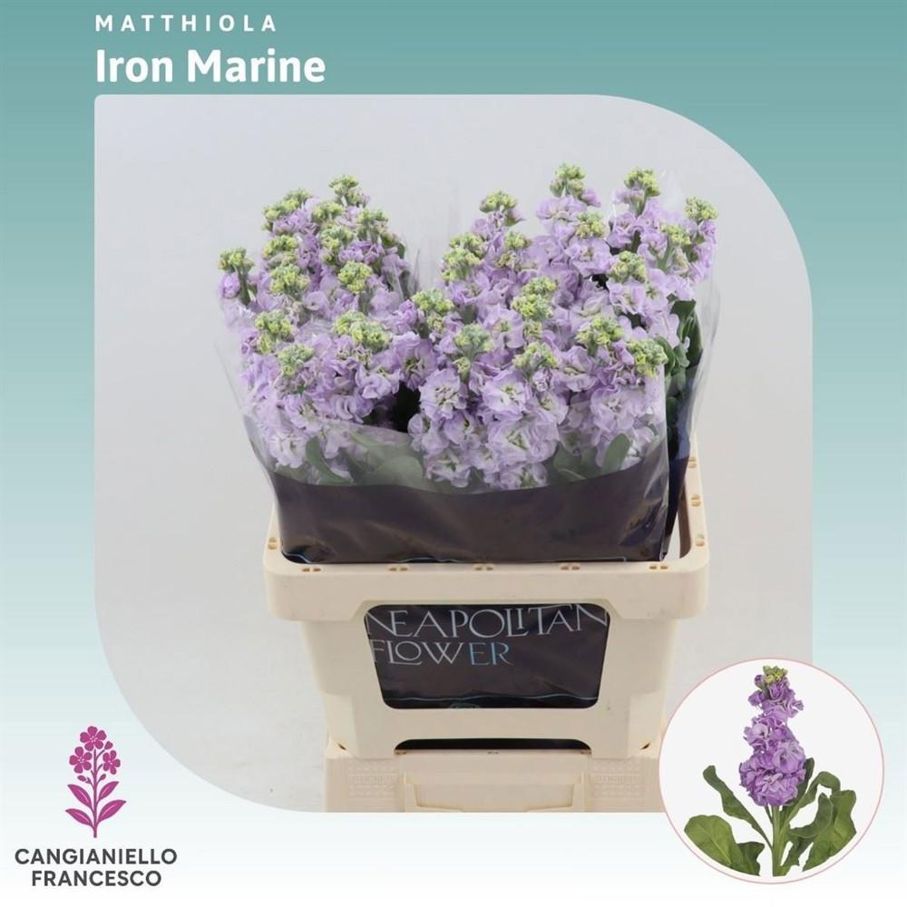 Matthiola Iron Marine 70cm