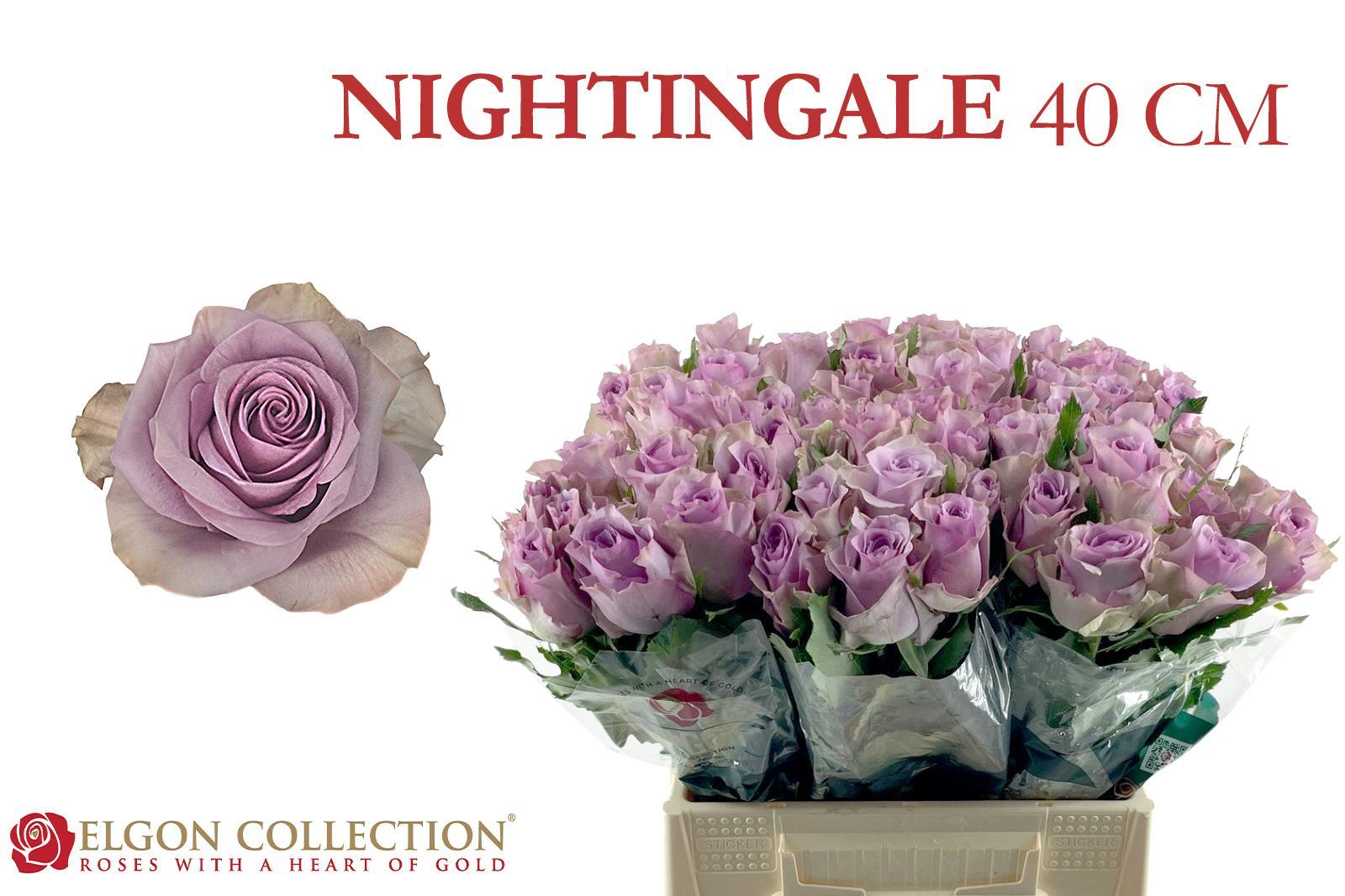 R Gr Nightingale!
