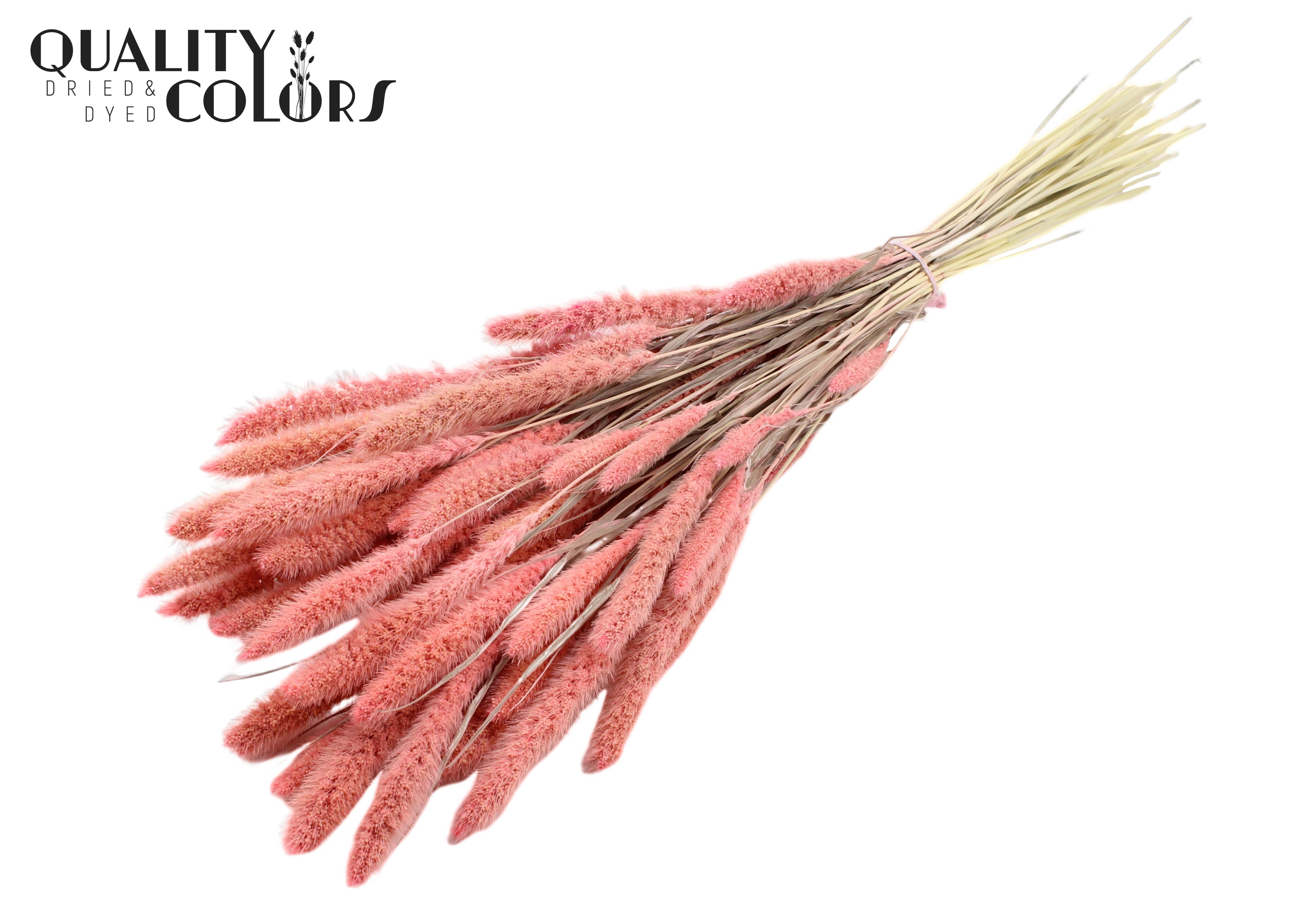 Setaria Intense Pink Per Bunch 70cm
