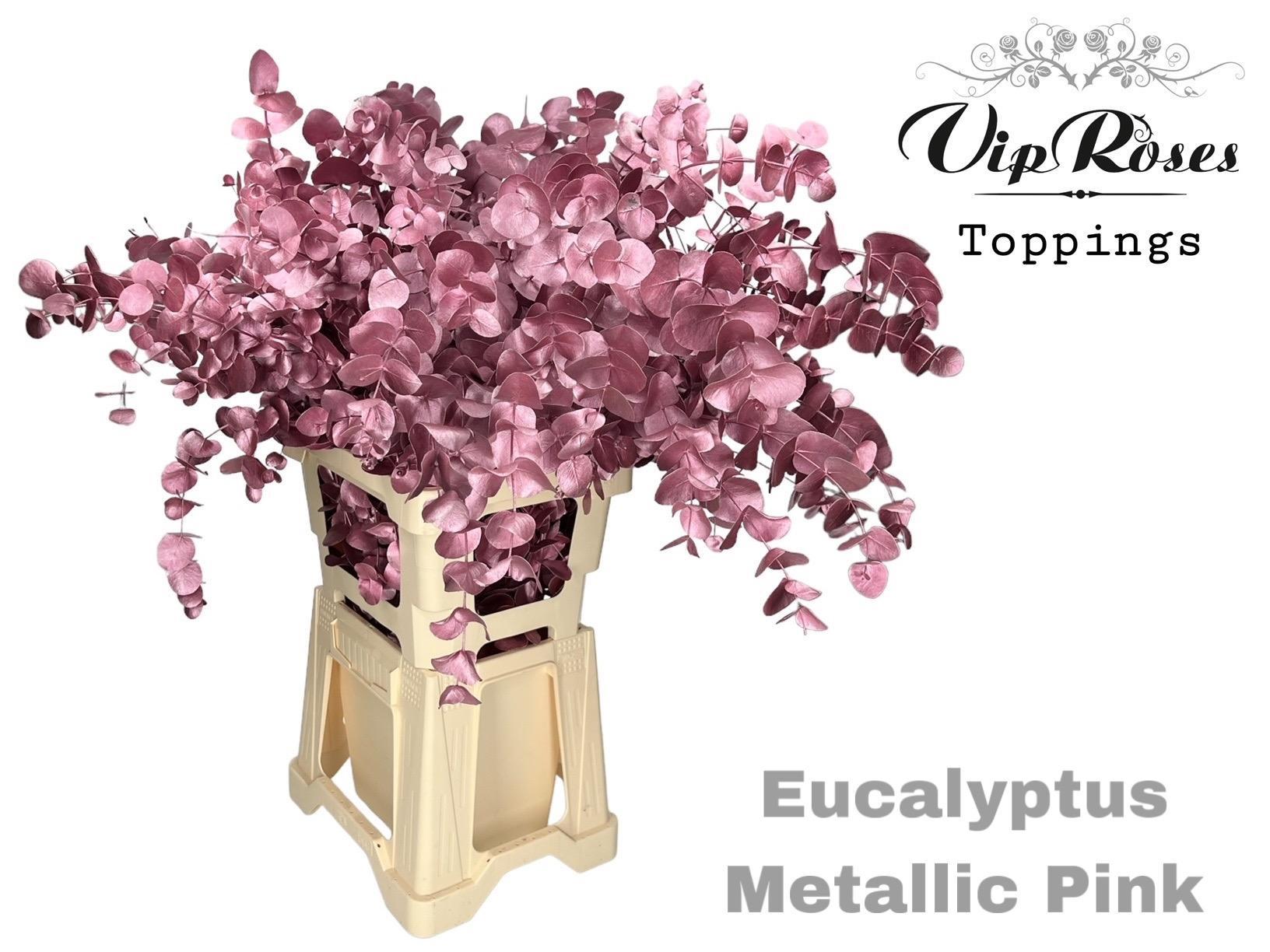 Eucalyptus Cinerea Painted Met Rose Per Bunch 65cm 300gr.
