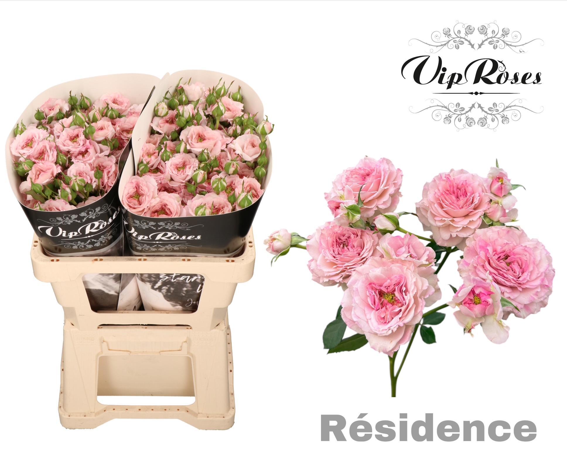R Tr Residence! 50 cm