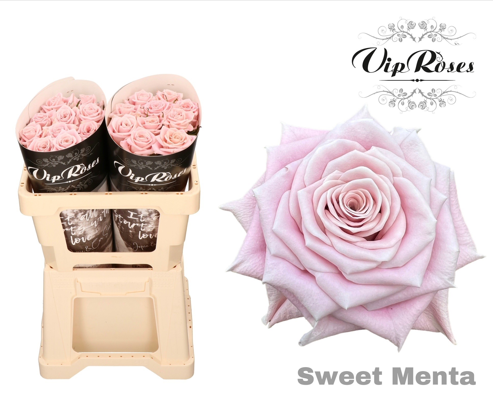 R Kl Sweet Menta X20 50 cm