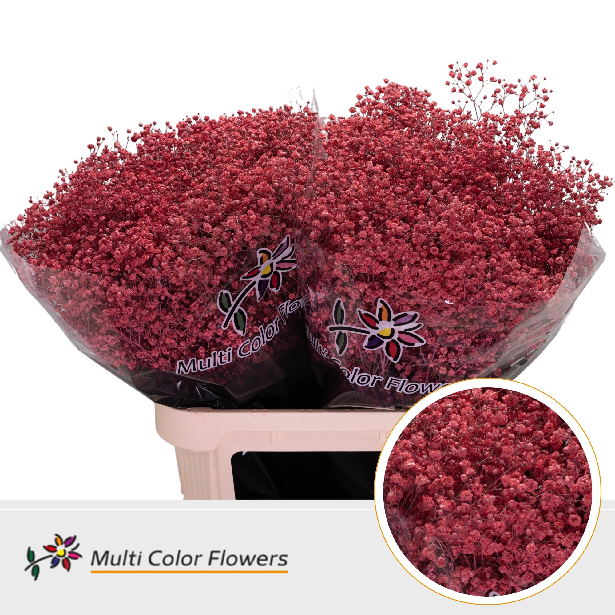 Gypsophila Painted Xlence Coral 80cm