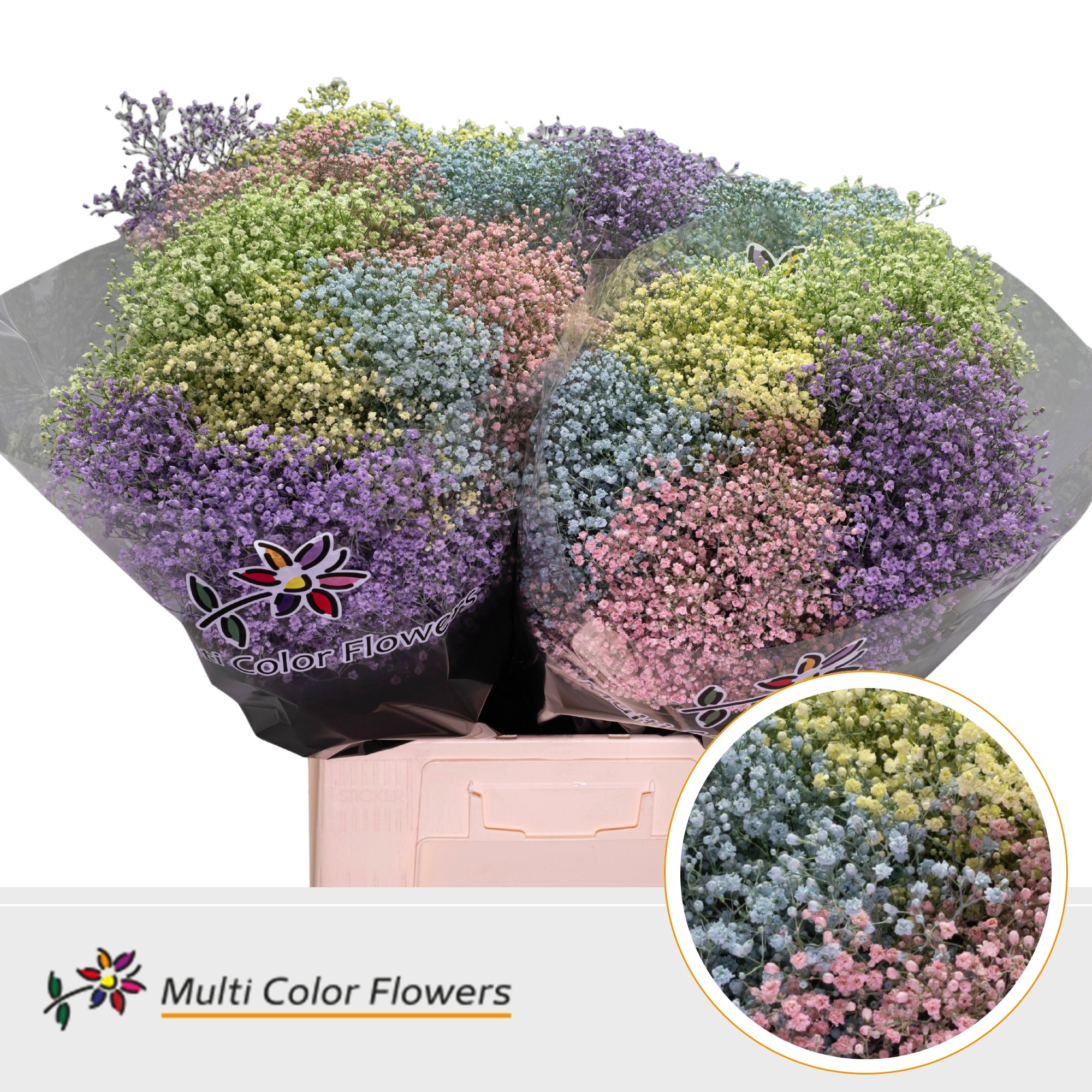 Gypsophila Painted Million Star Pastel Mix 70cm