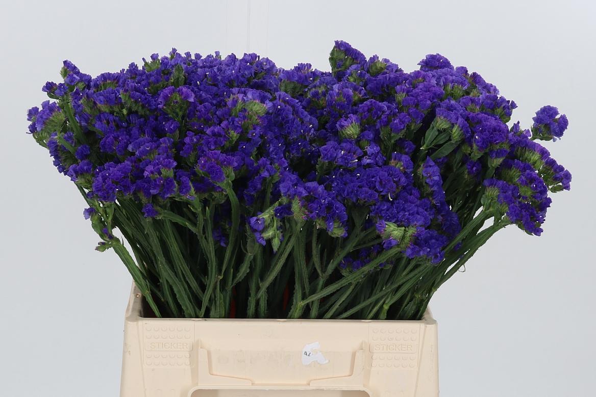 Statice Crystal Dark Blue
