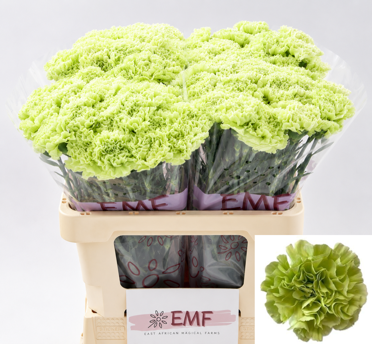 Dianthus Single Alessandria 60cm