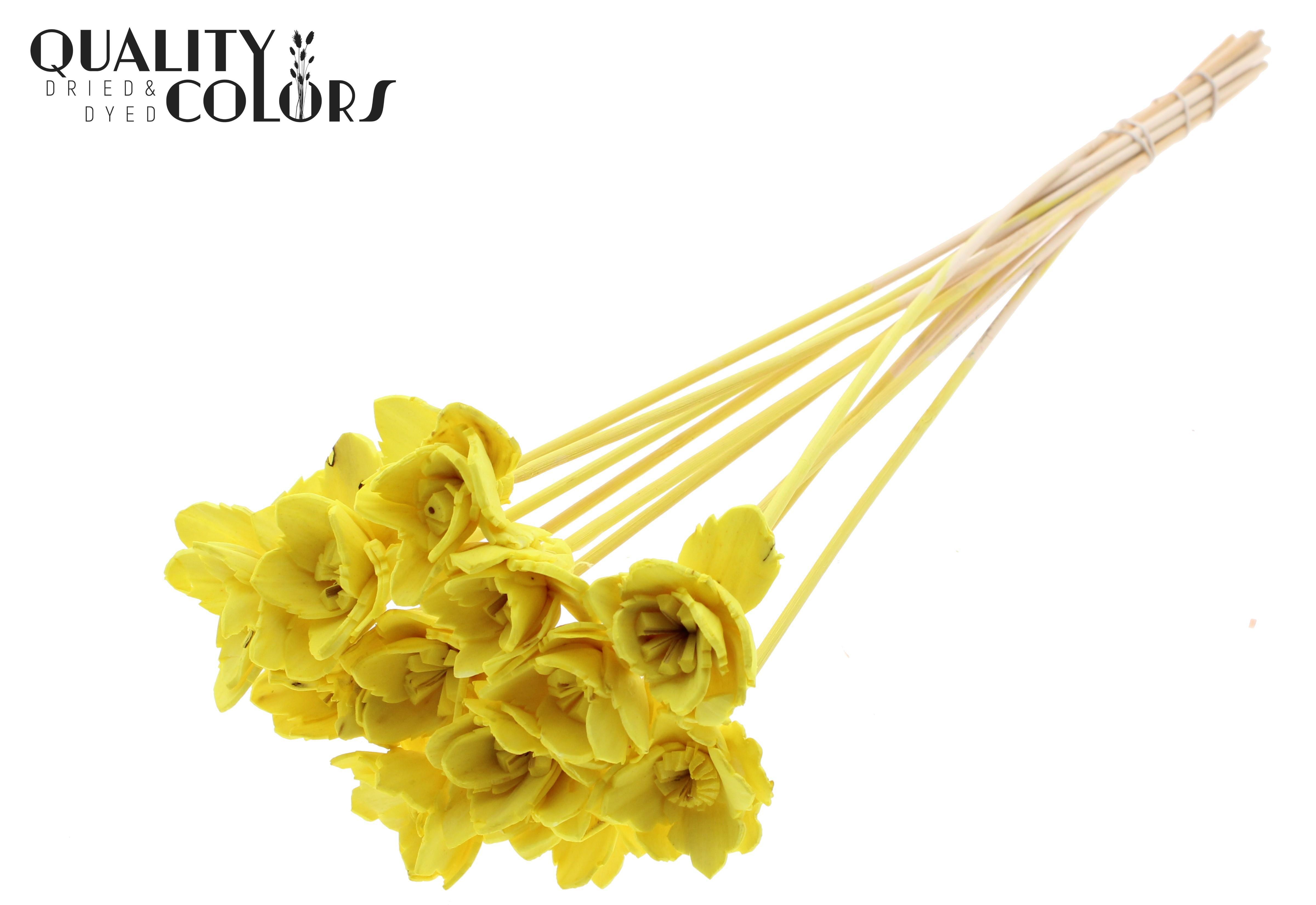 Shola Queen Yellow 50cm