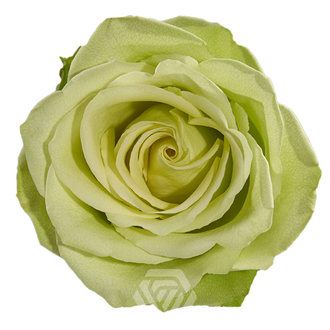 R Gr Green Romance 70cm
