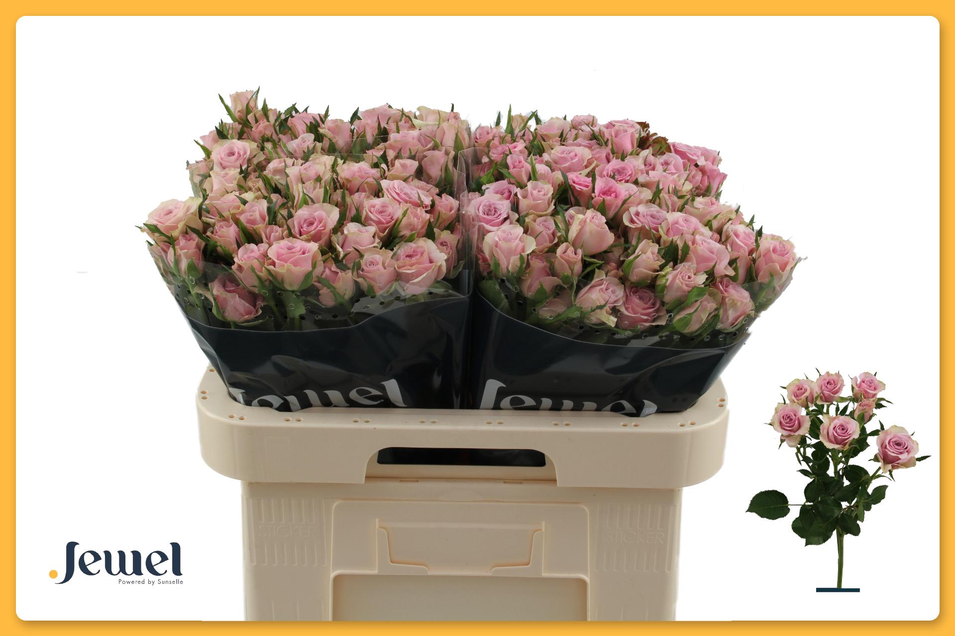 Rosa Spr Leila 60cm