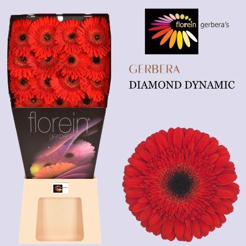 Ge Gr Dynamic Diamond 45