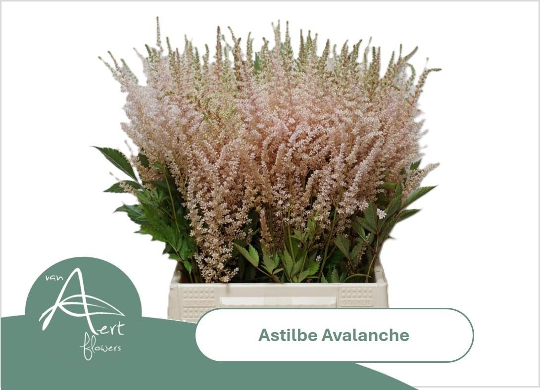 Astil Ja Avalanche
