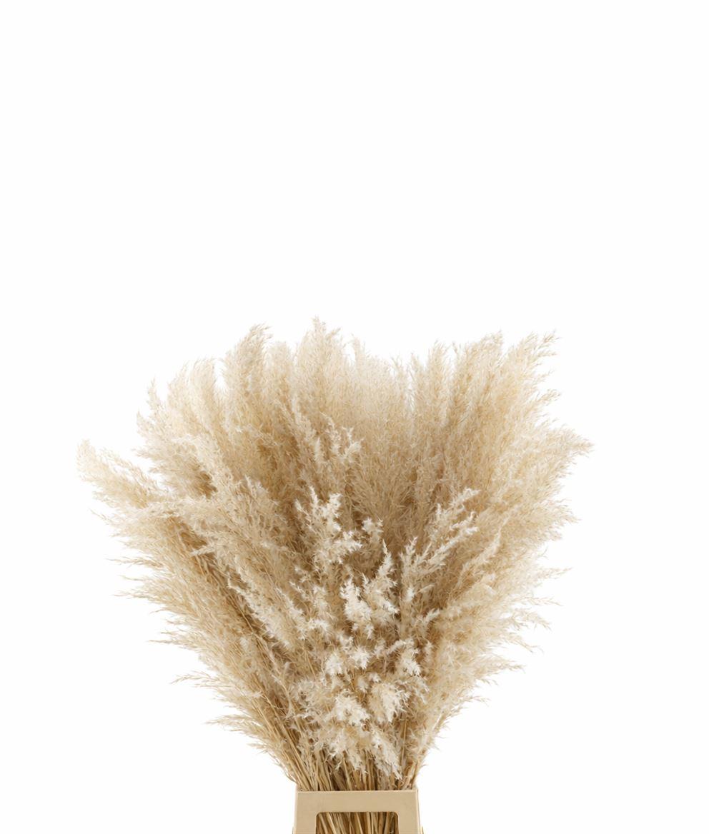 Dried Cortaderia Naturel Extra 110cm Pst