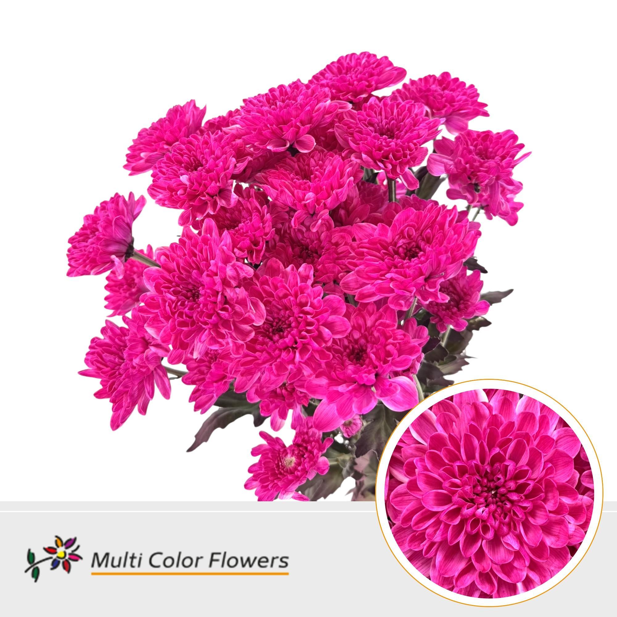 Chrysanth Spray Painted Altaj Hotpink 60cm