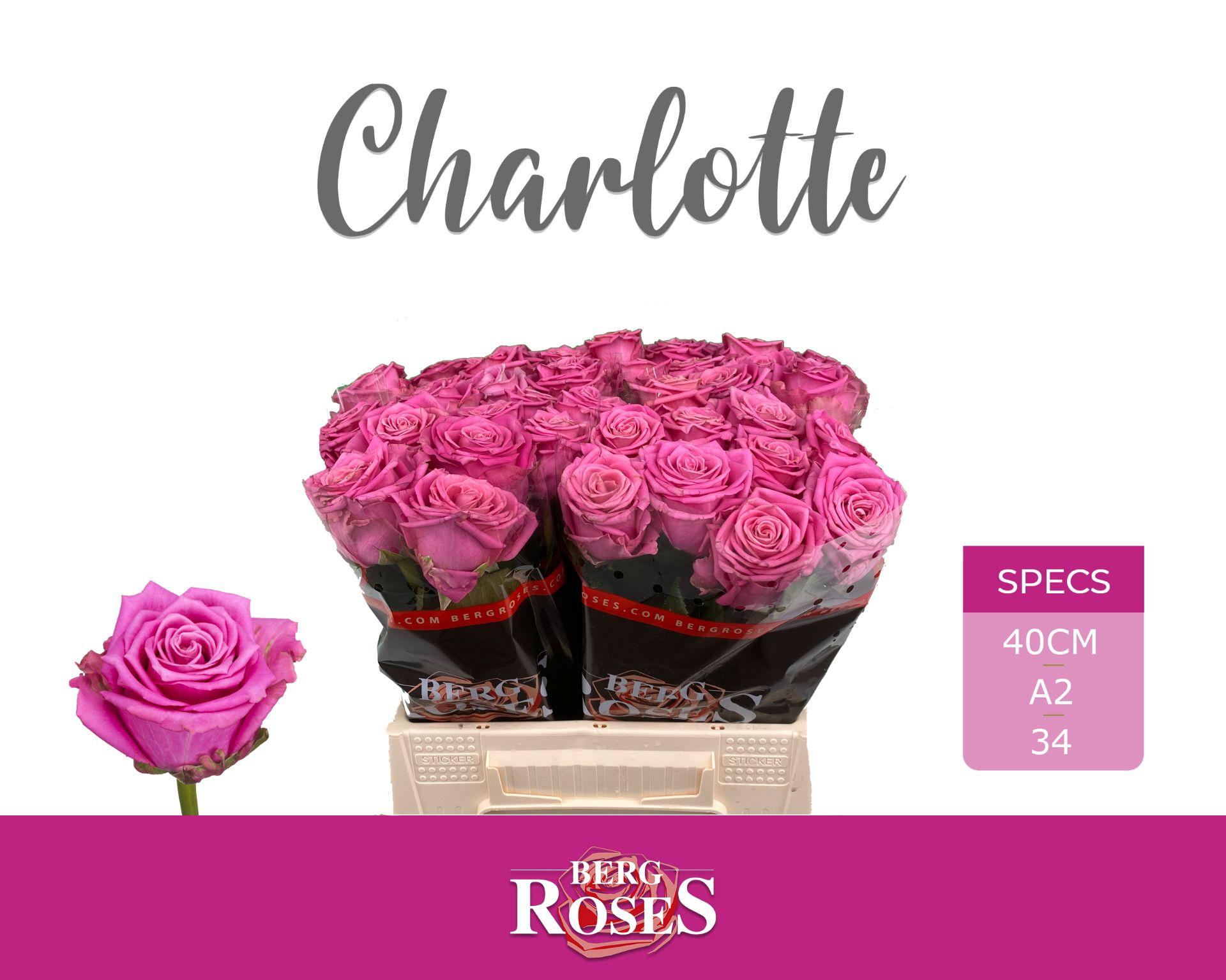 Rosa Tan Charlotte 40cm