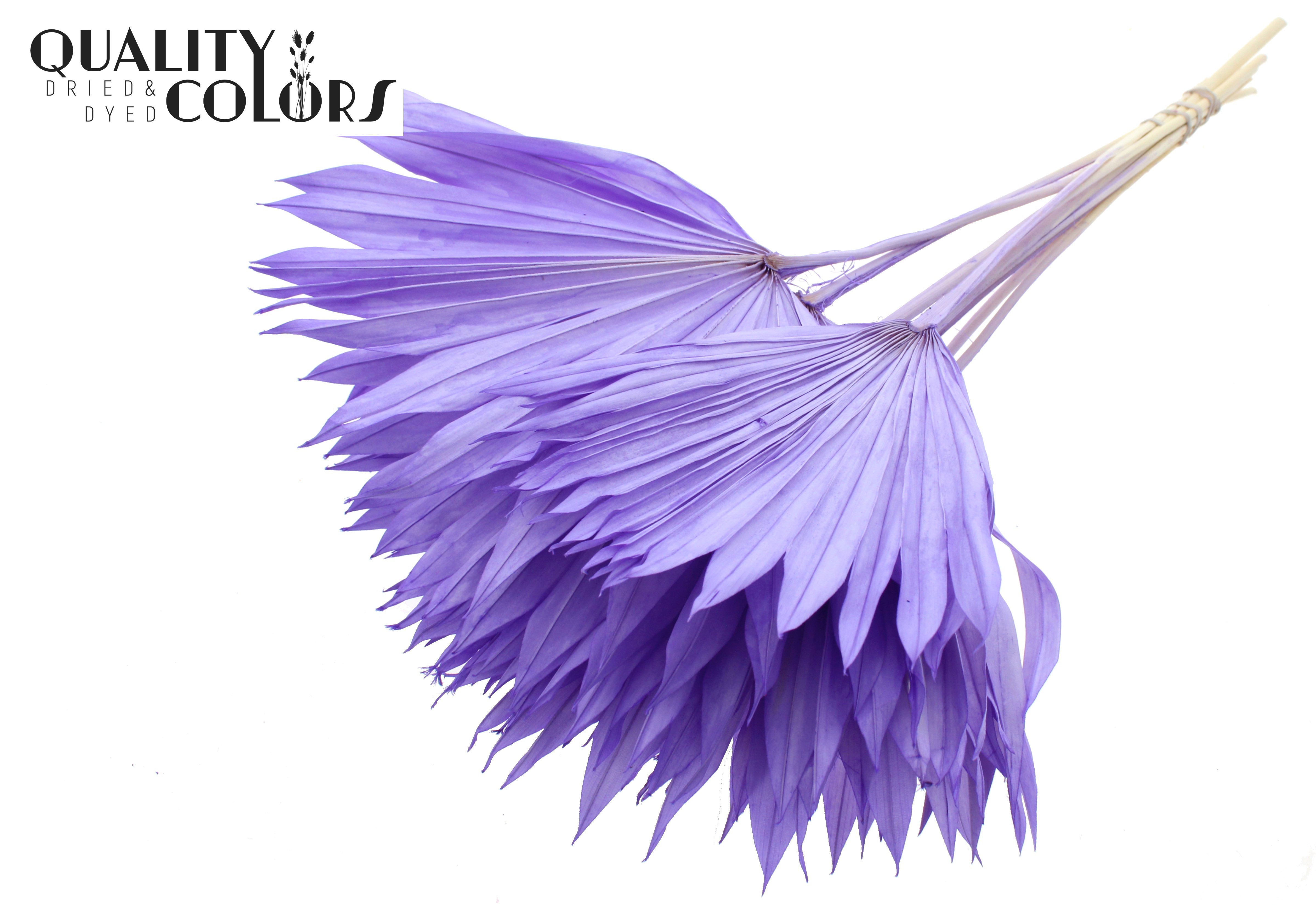 Palm Sun Intense Milka 50cm