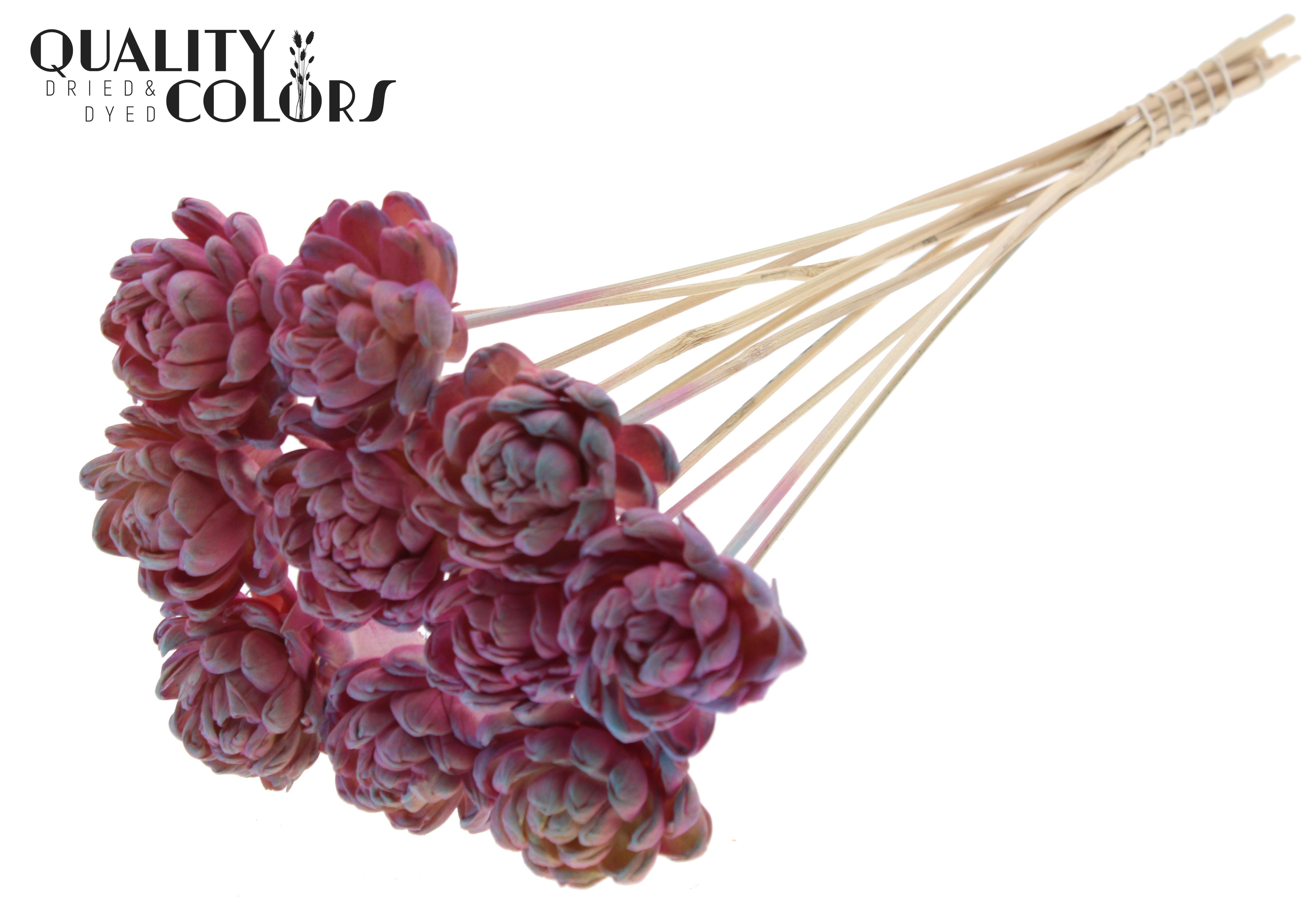 Shola New Beauty Rose Gradient Pink 50cm