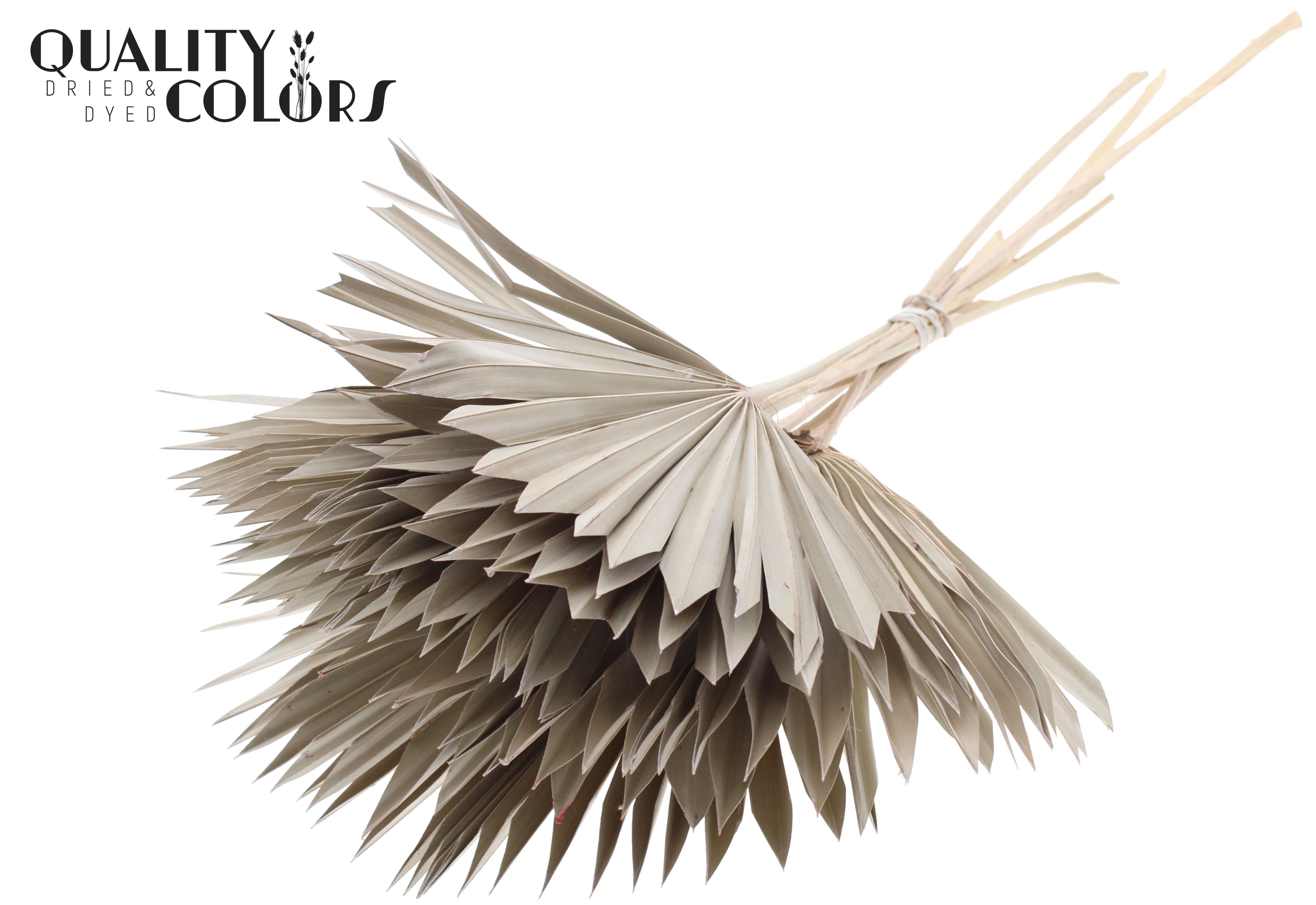 Palm Sun Frosted White 50cm
